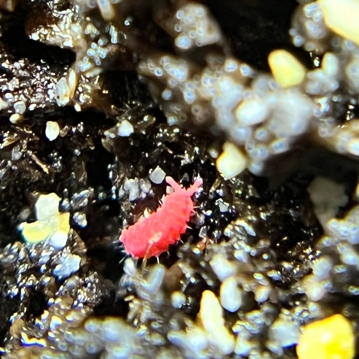 Lobella sp. "Thai red" springtails