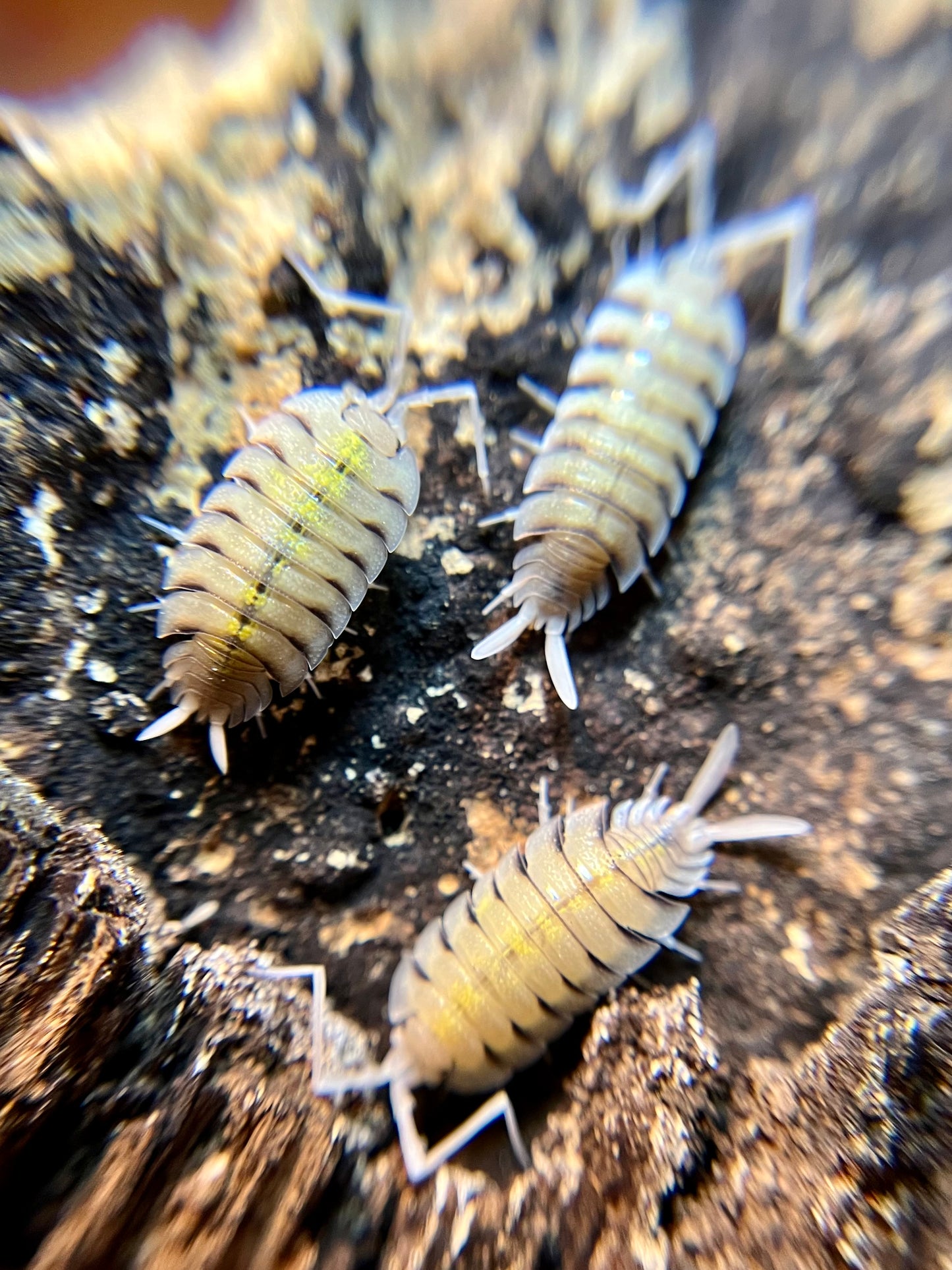 Porcellio bolvari isopods (10+ count)