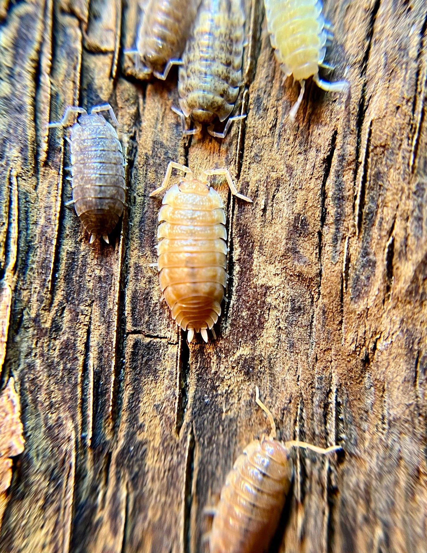 Porcellio scaber "lottery ticket" isopods (12+ count)