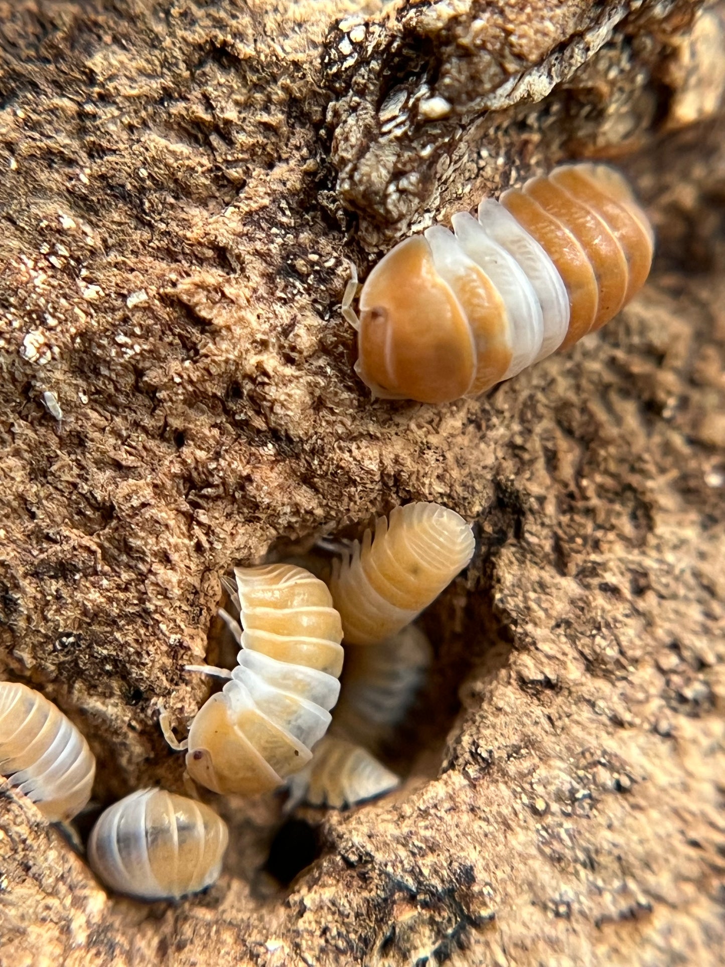 Cubaris sp. "red panda" isopods (10+ count)