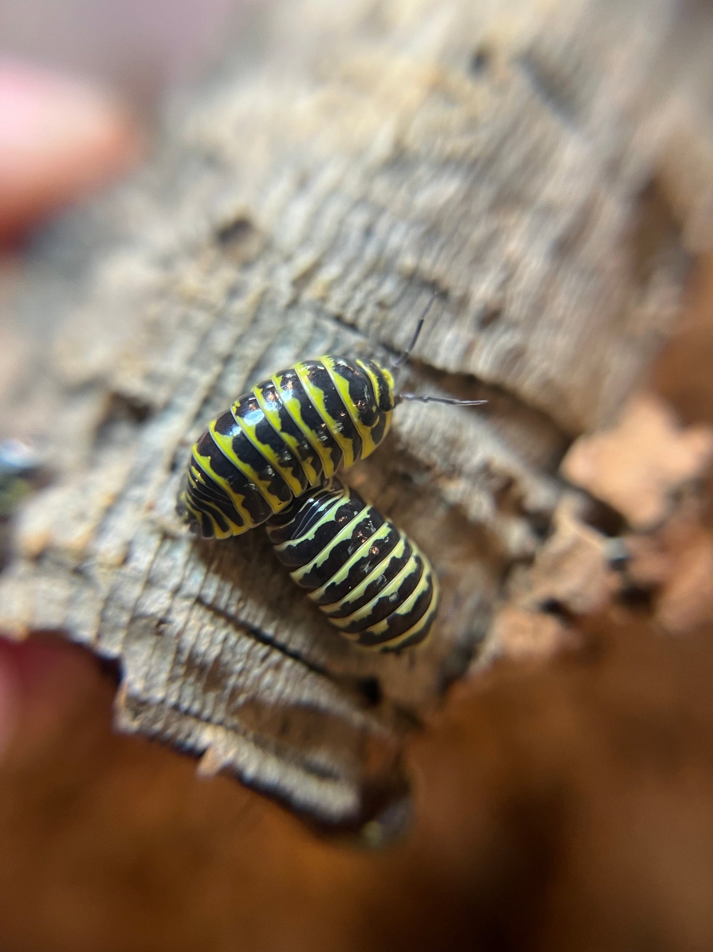 Armadillidium maculatum "yellow zebra" isopods (10+ count)