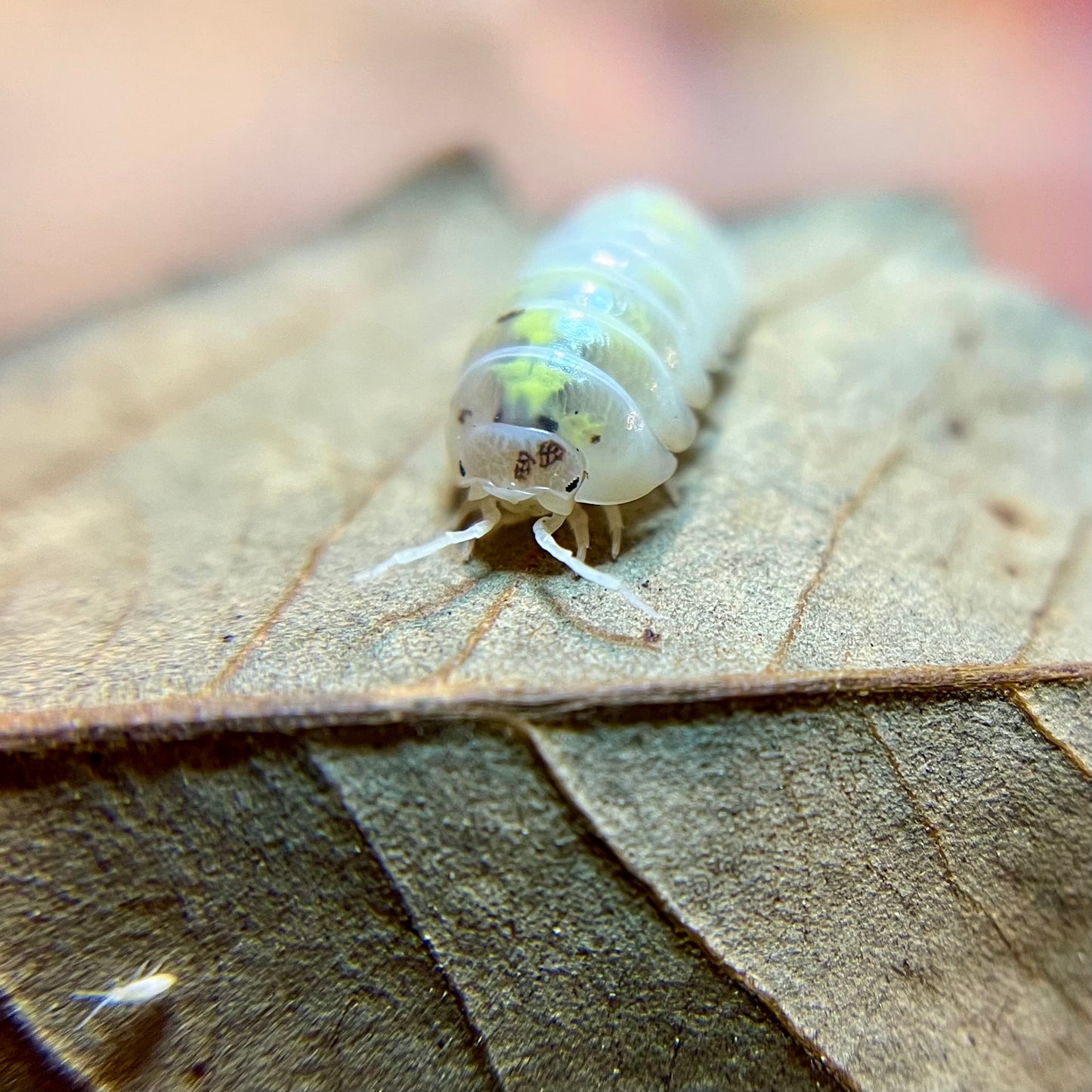 Armadillidium vulgare “American magic potion” isopods (12+ count)