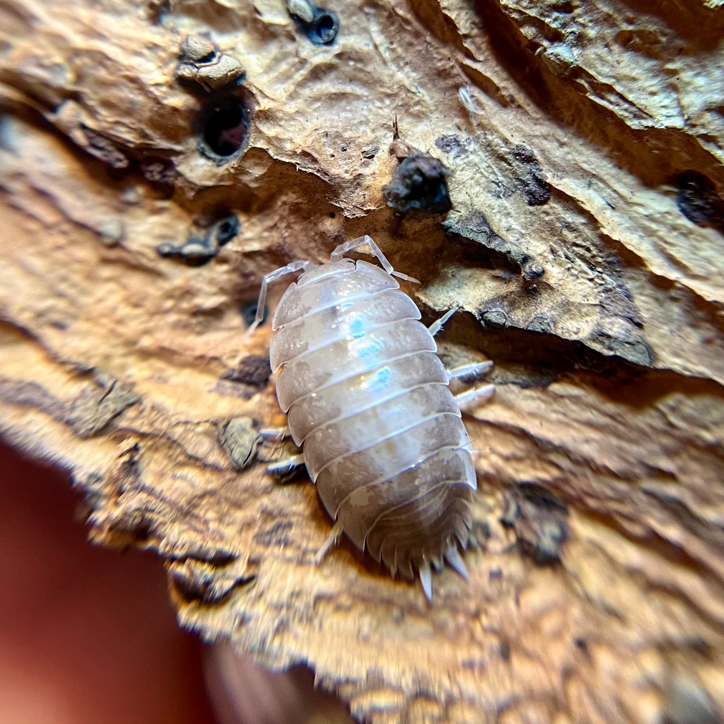 Porcellio laevis "milkback" isopods (12+ count)