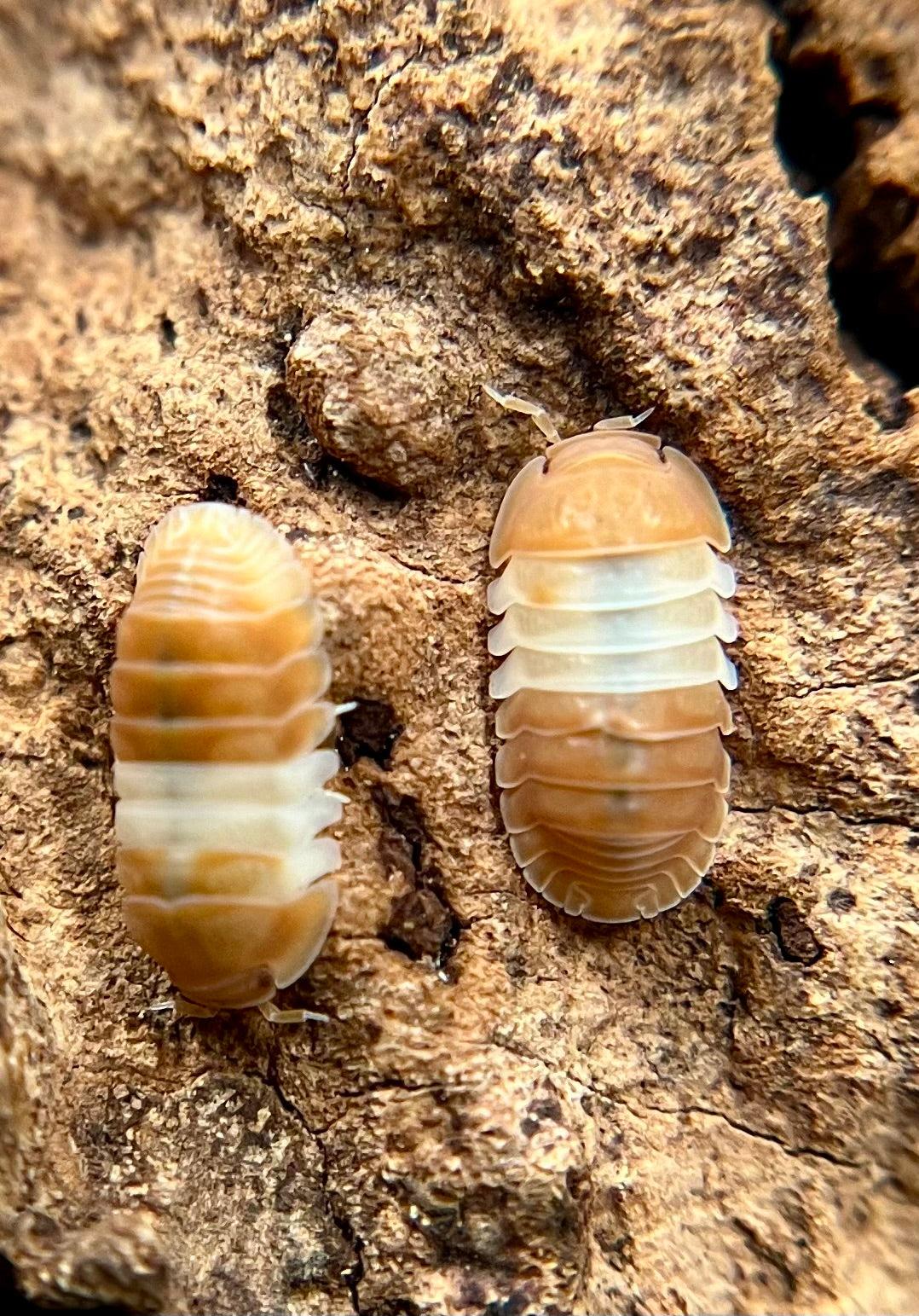 Cubaris sp. "red panda" isopods (10+ count)