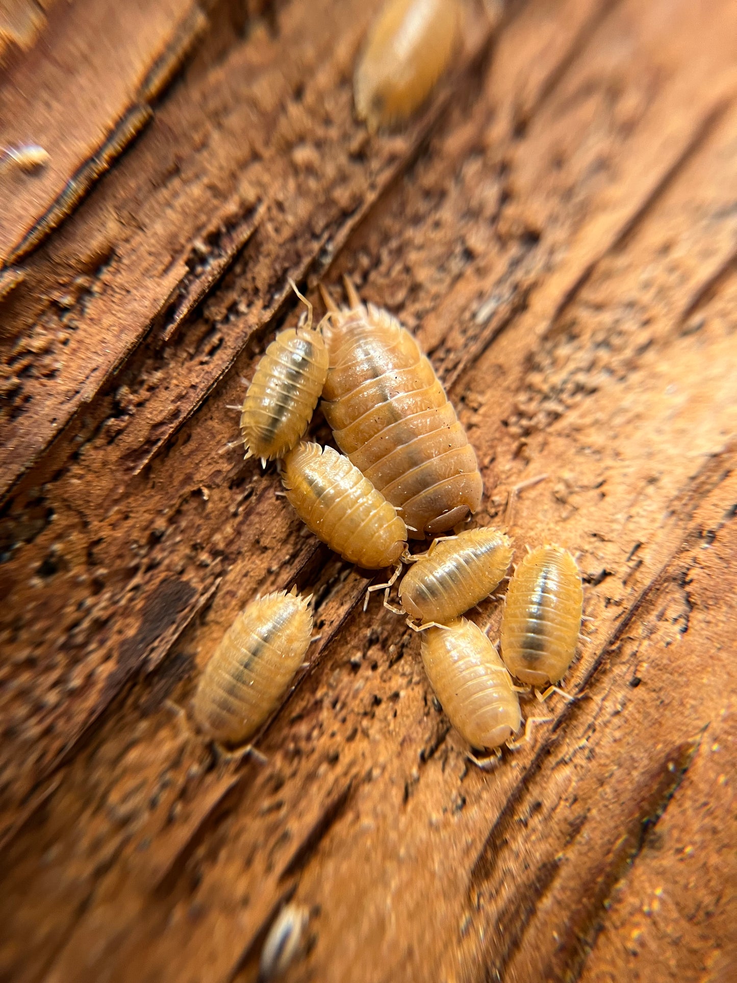 Porcellio laevis "orange" isopods (12+ count)