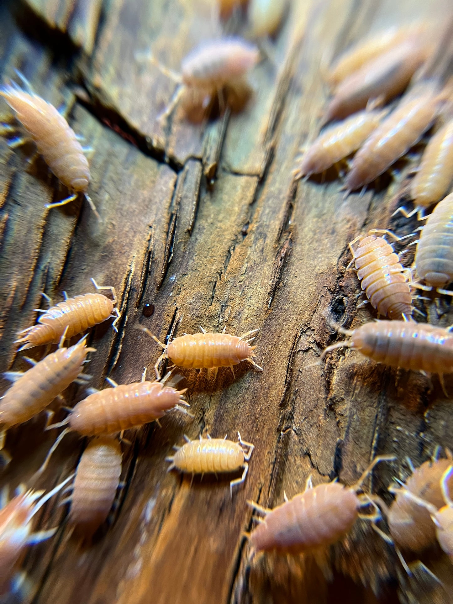 Porcellionides pruinosus “powder orange” isopods (12+ count)