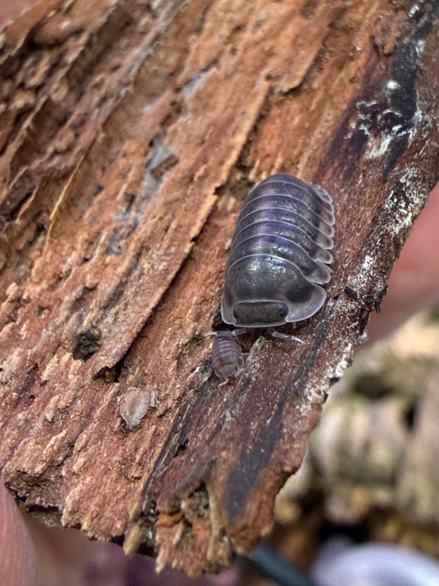 Cubaris sp. "Happy Nun" isopods AFTER SHOW DEAL
