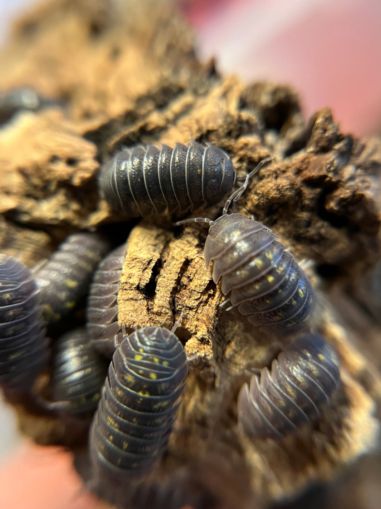 Armadillidium granulatum isopods (12+ count)