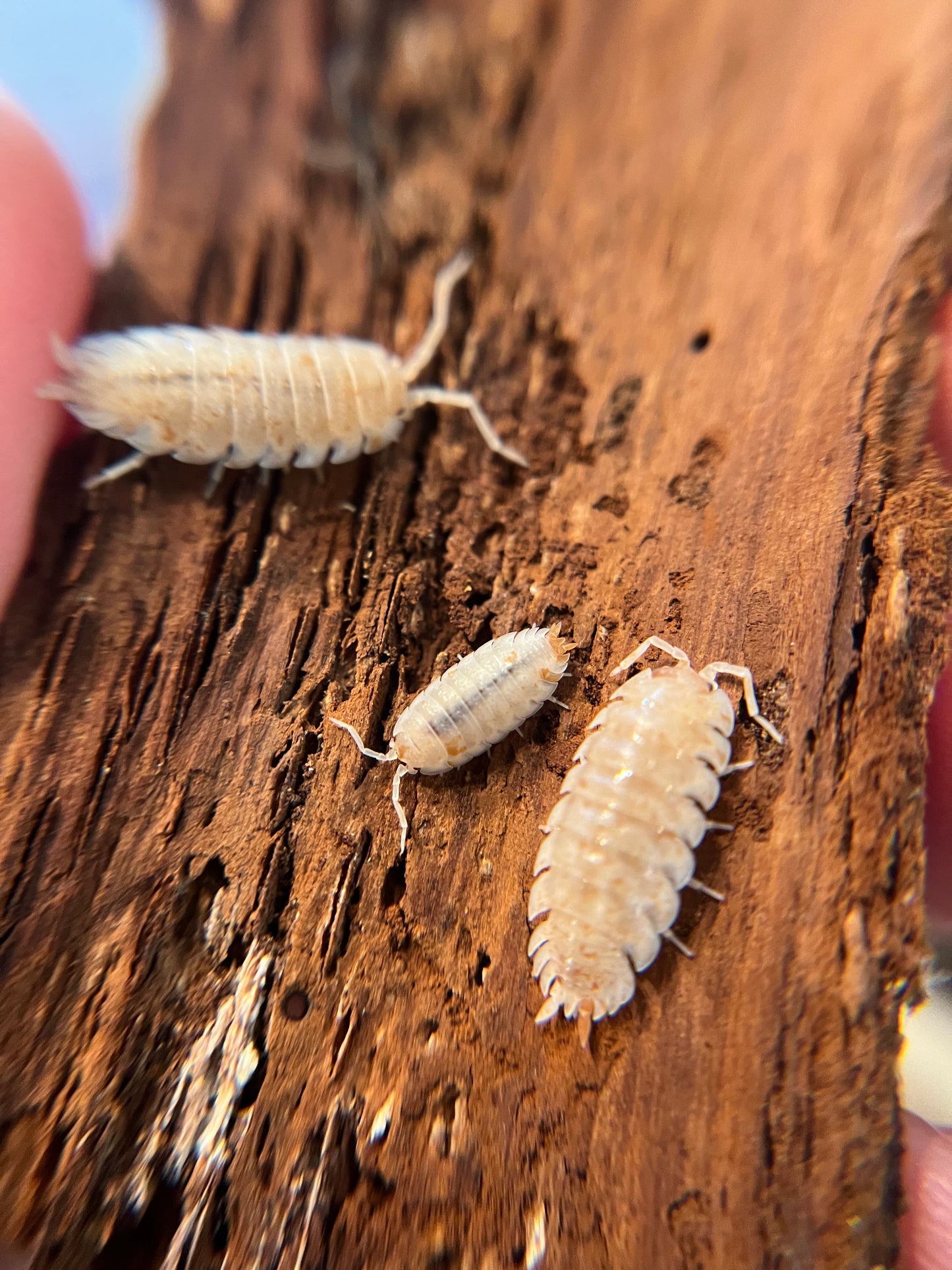 Porcellio scaber "orange dalmatian" isopods (12+ count)