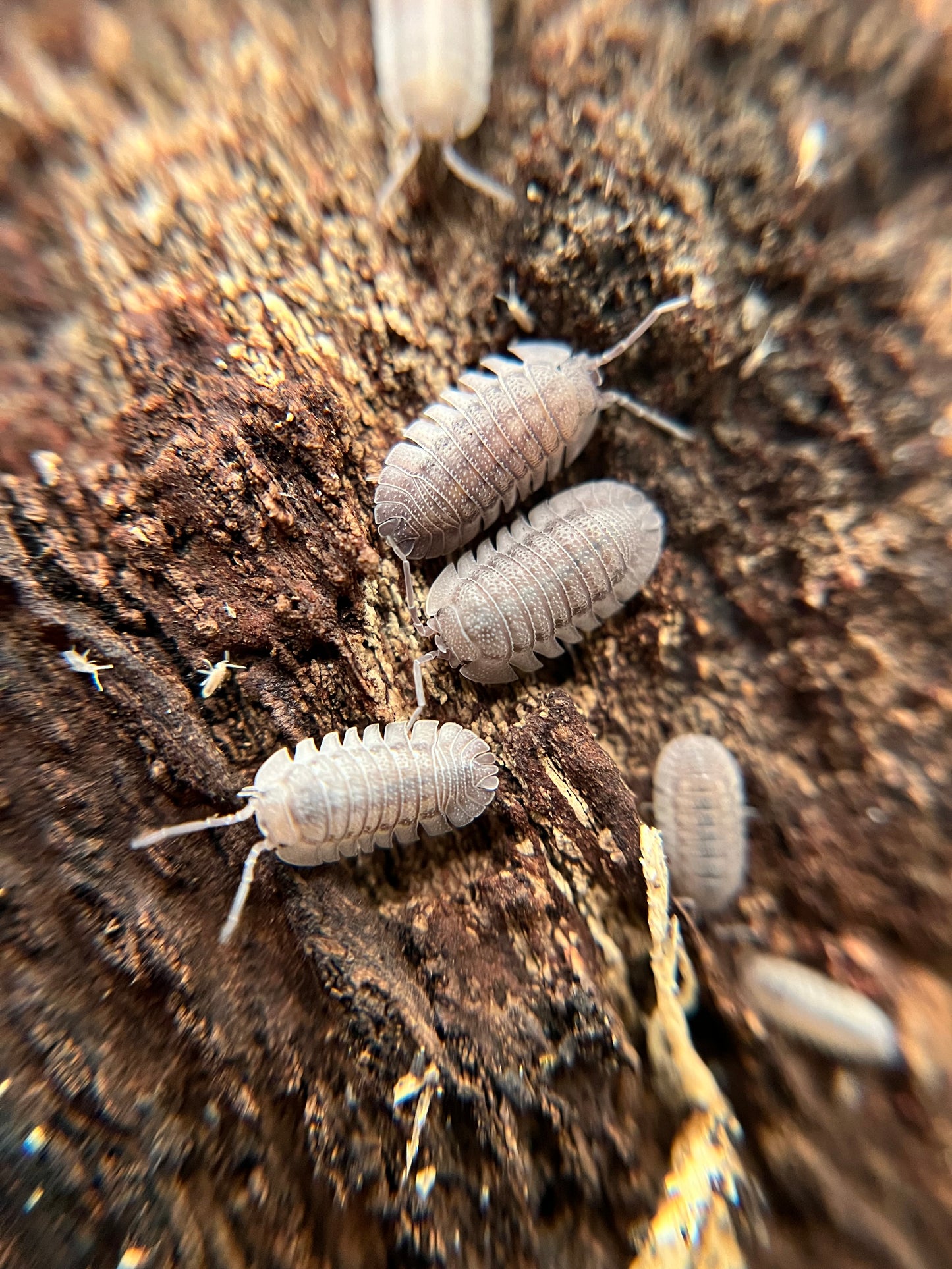 Armadillidium peraccae isopods (12+ count)