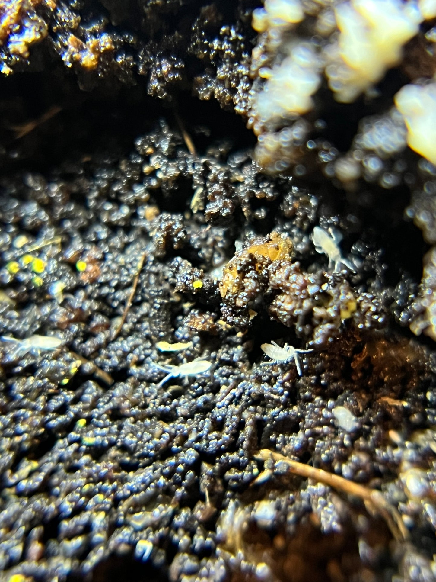 Collembola sp. “tropical white” springtails