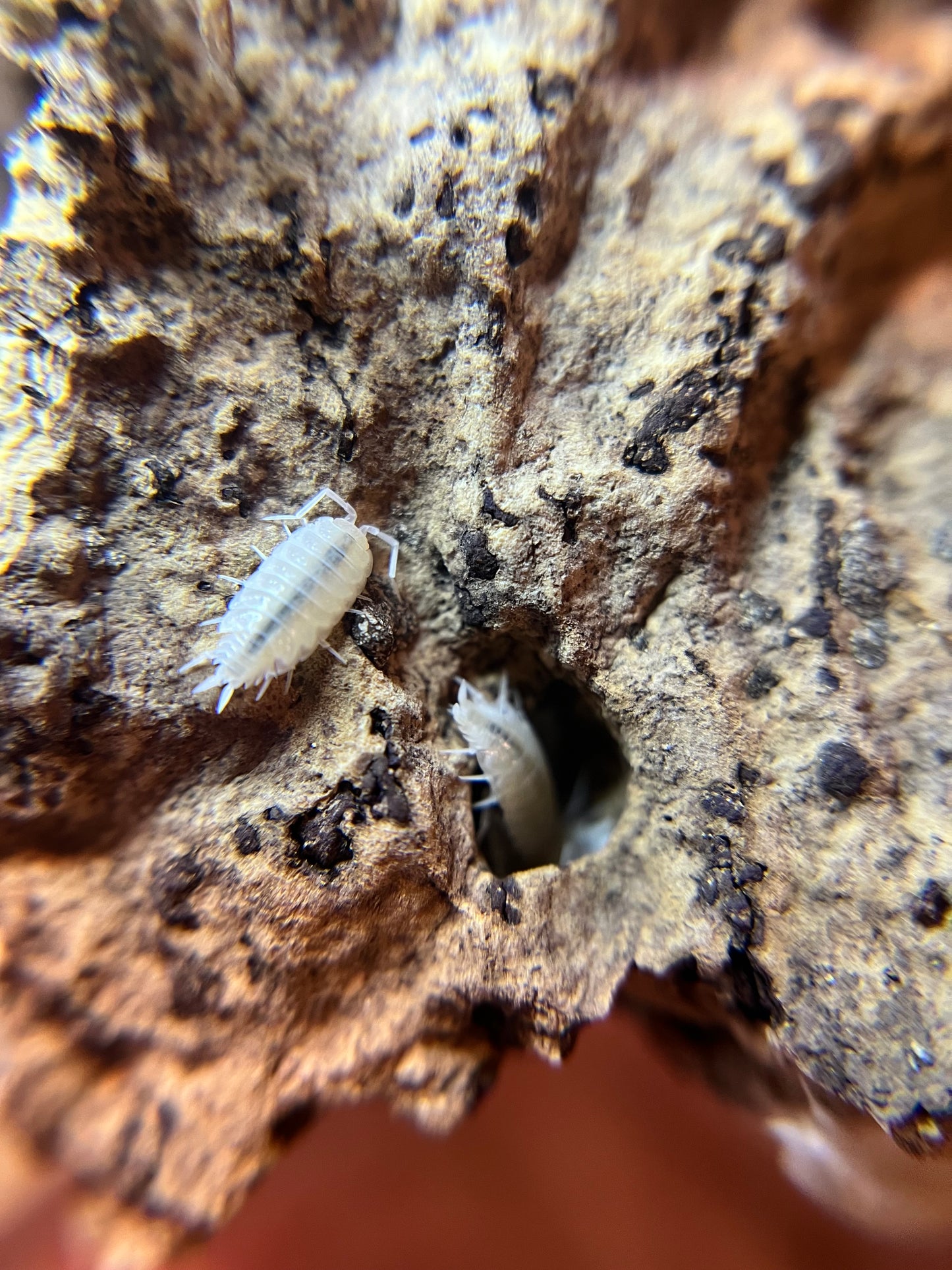Porcellionides pruinosus “powder white” isopods (12+ count)