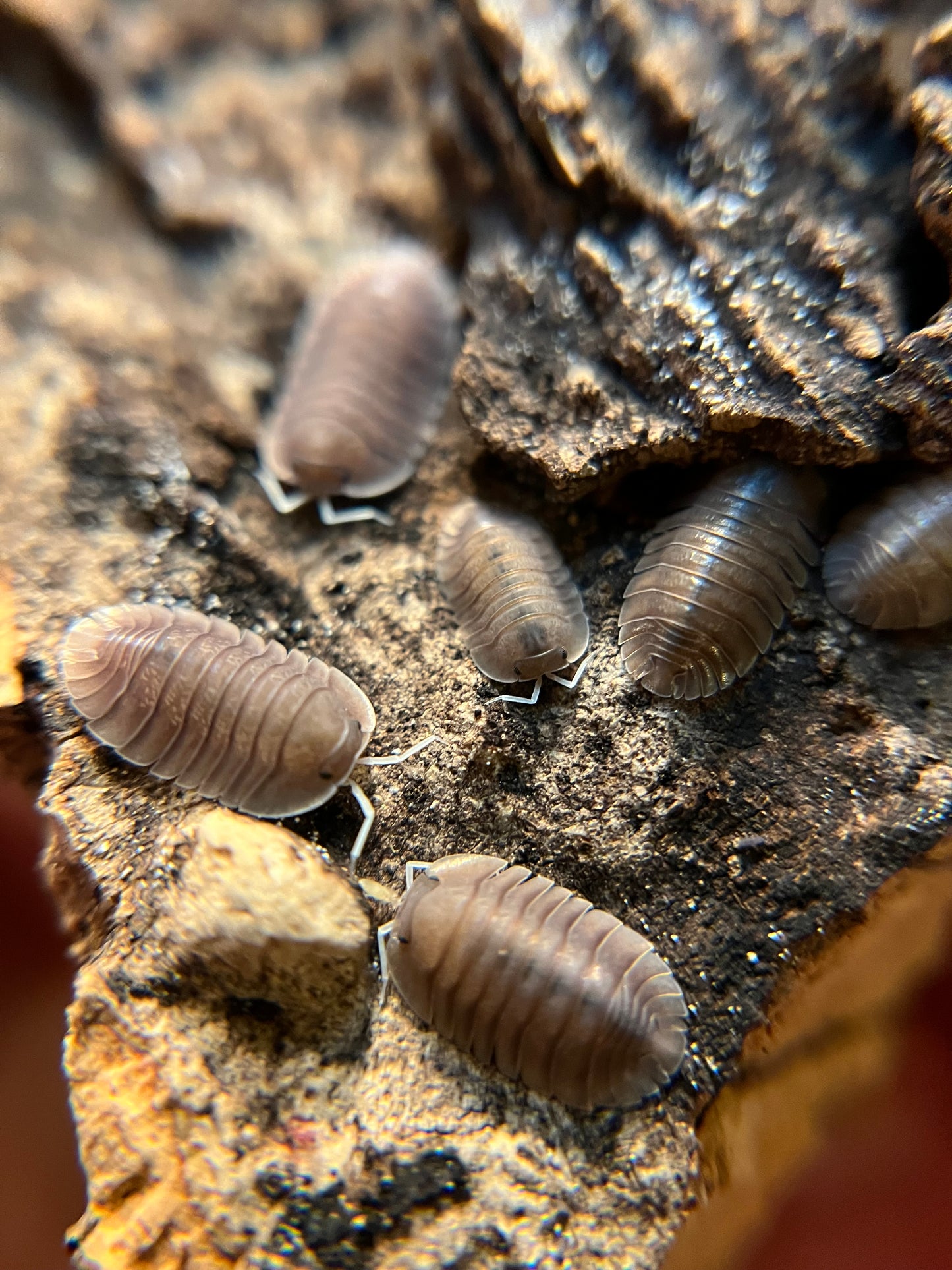 Troglodillo sp. “soil” isopods (10+ count)