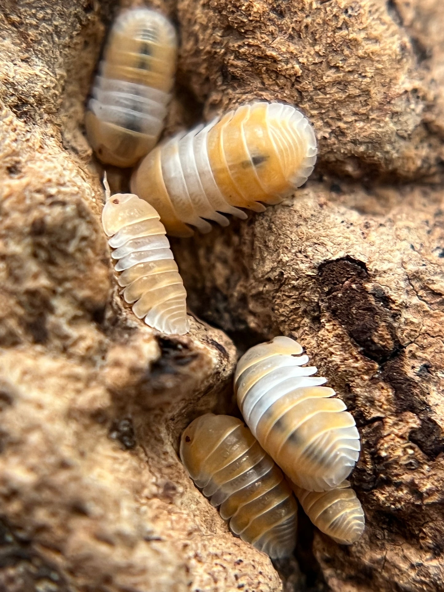 Cubaris sp. "red panda" isopods (10+ count)