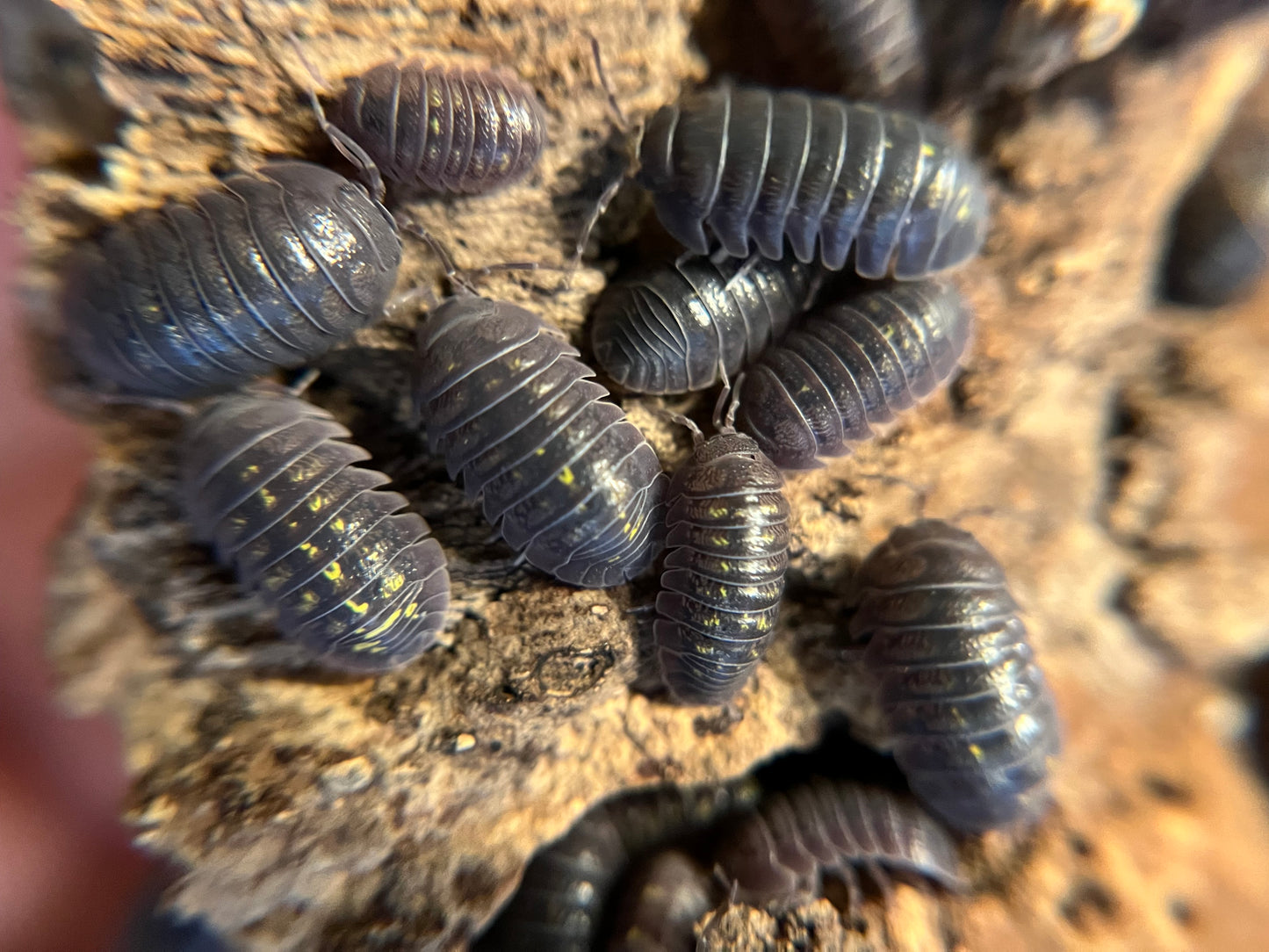 Armadillidium granulatum isopods (12+ count)