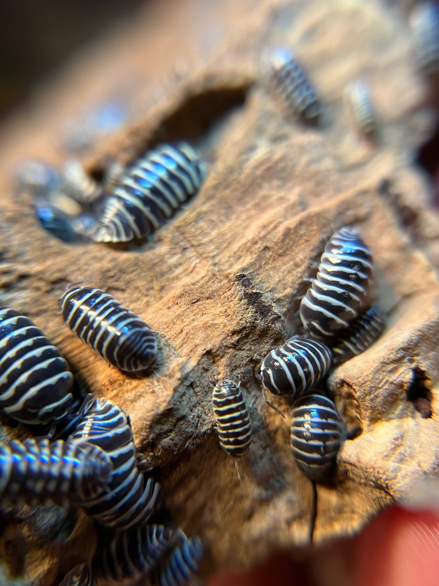 Armadillidium maculatum "zebra" isopods (12+ count)