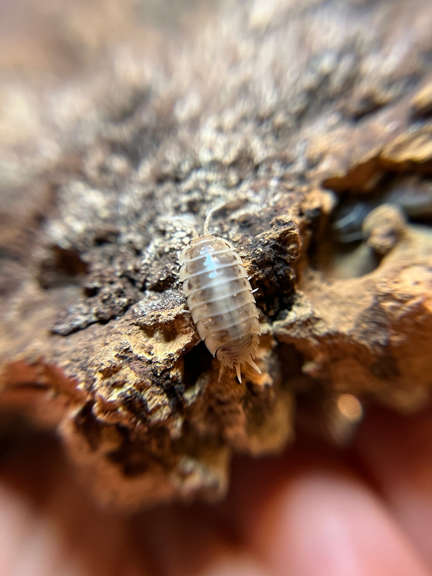 Porcellio laevis "how now" isopods (12+ count)