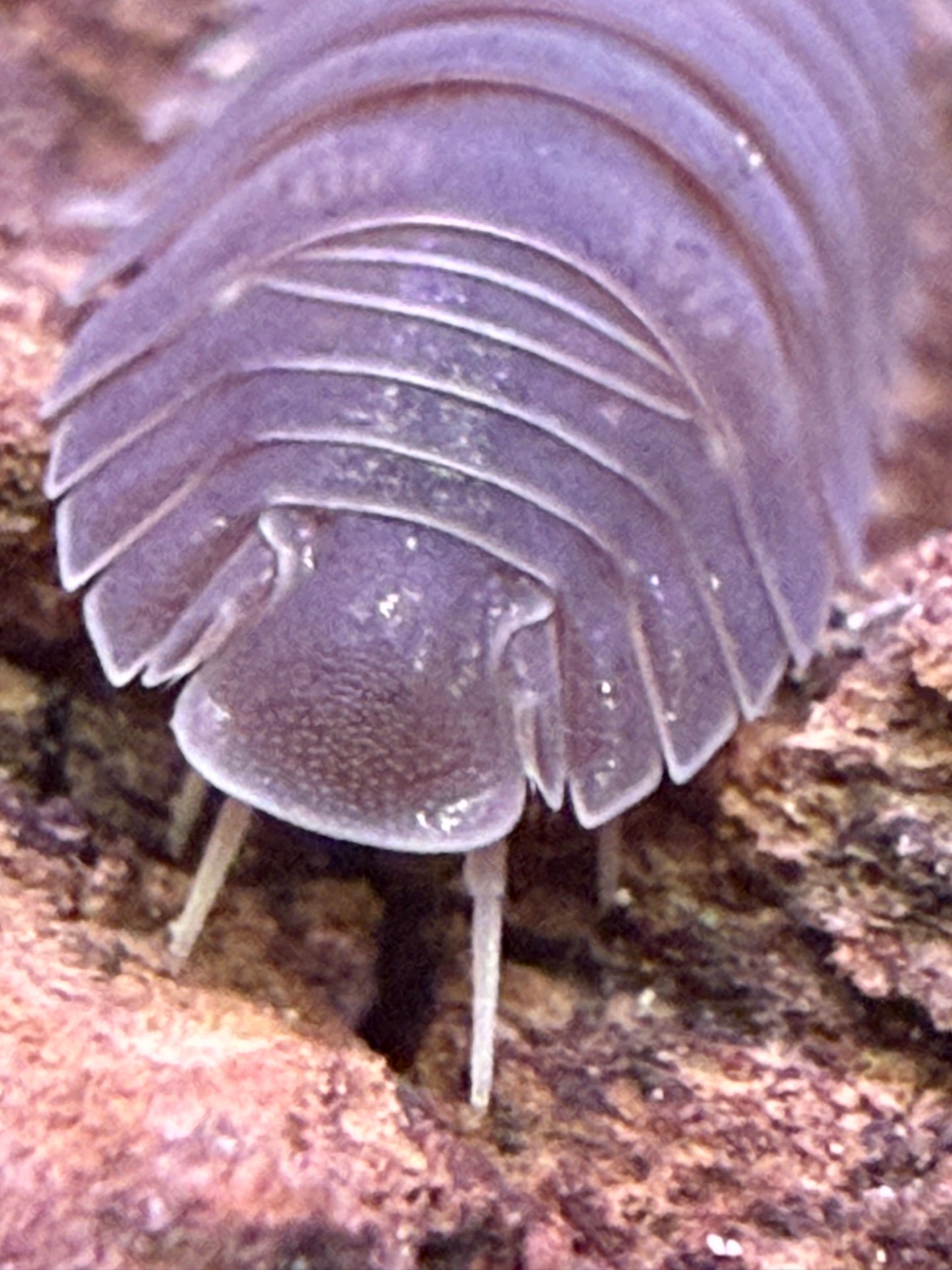Spherillo sp. “Hainan Black” isopods AFTER SHOW DEAL