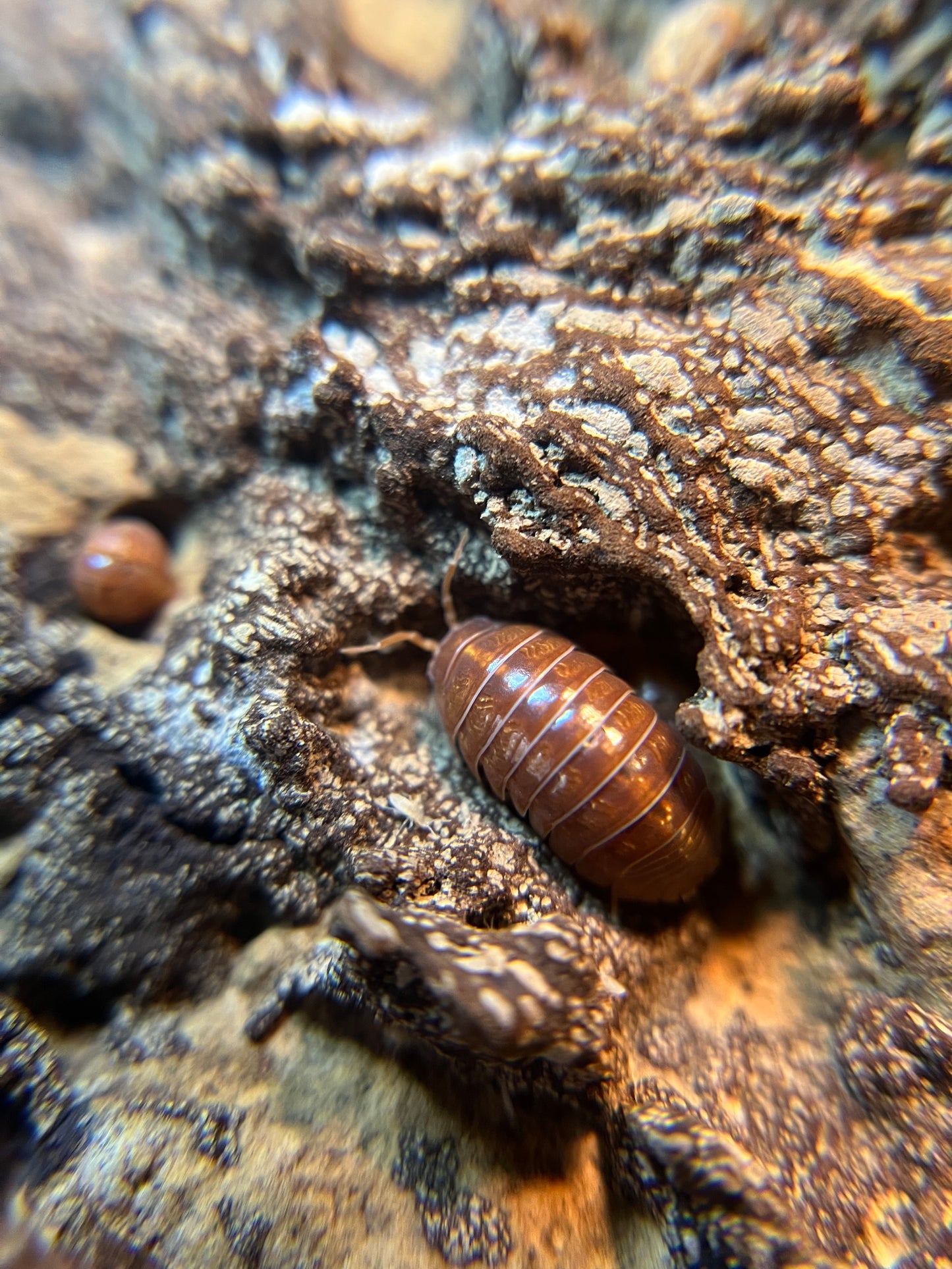 Armadillidium vulgare “orange vigor” isopods (12+ count)