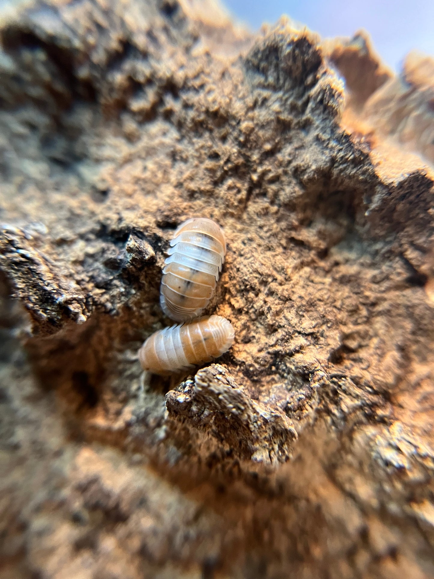 Cubaris sp. "red panda" isopods (10+ count)