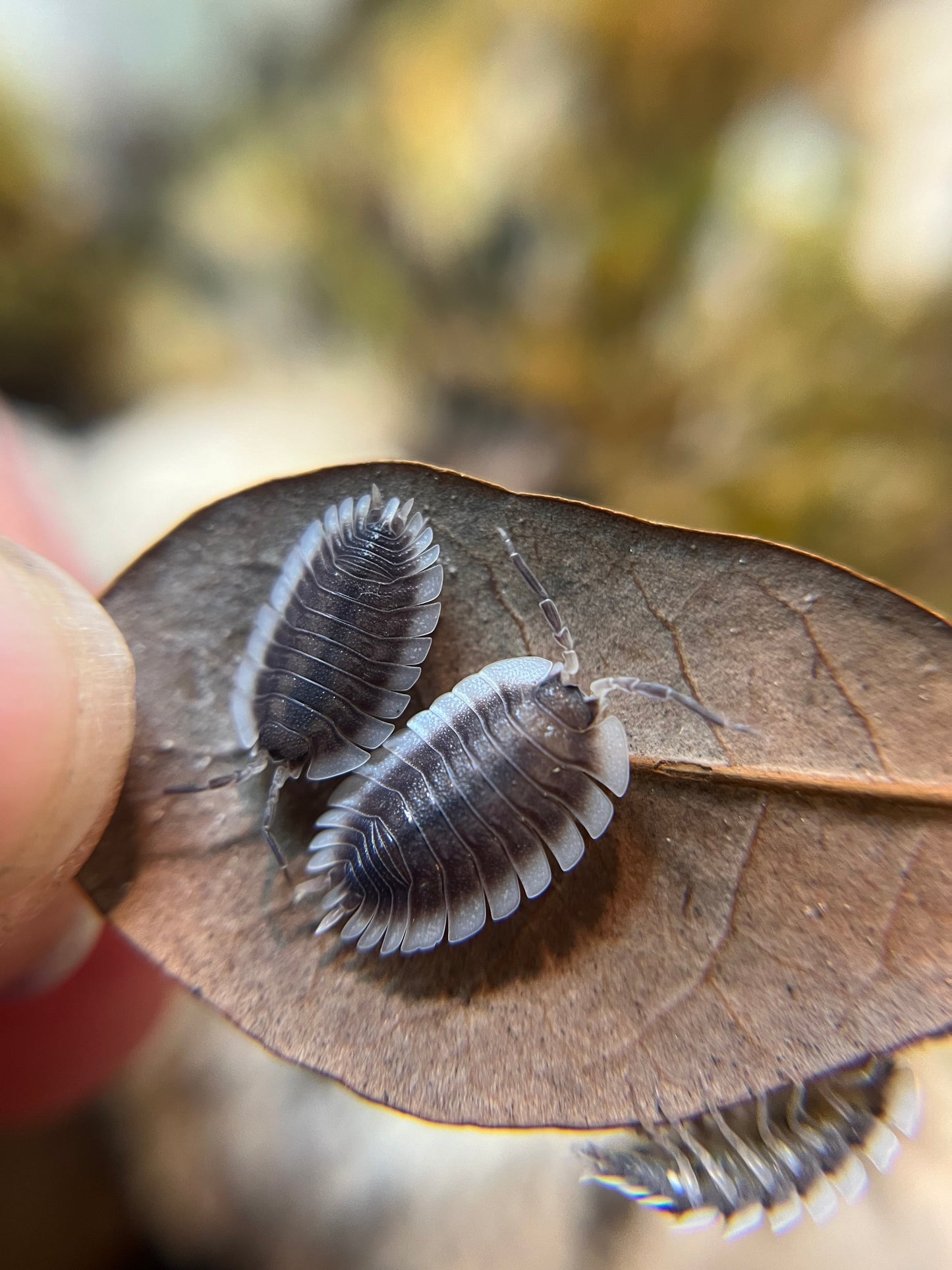 Porcellio werneri "Greek shield" isopods (10+ count)