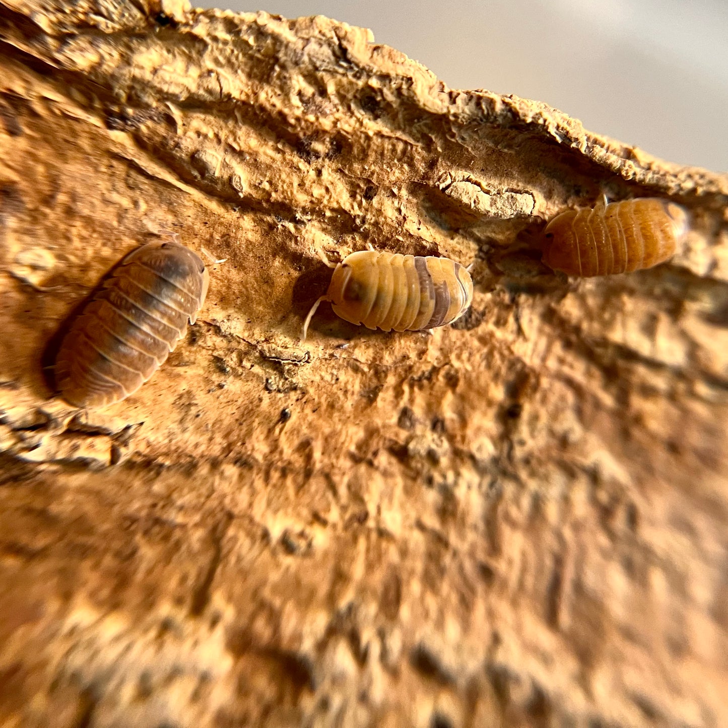 Cubaris murina "anemone" isopods (12+ count)