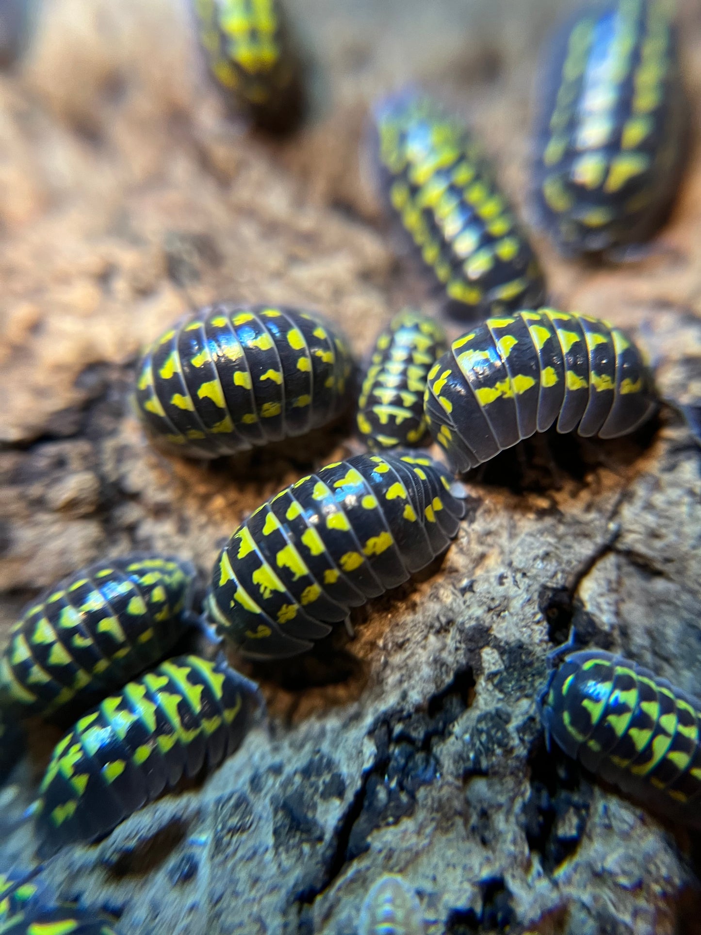 Armadillidium gestroi isopods (12+ count)