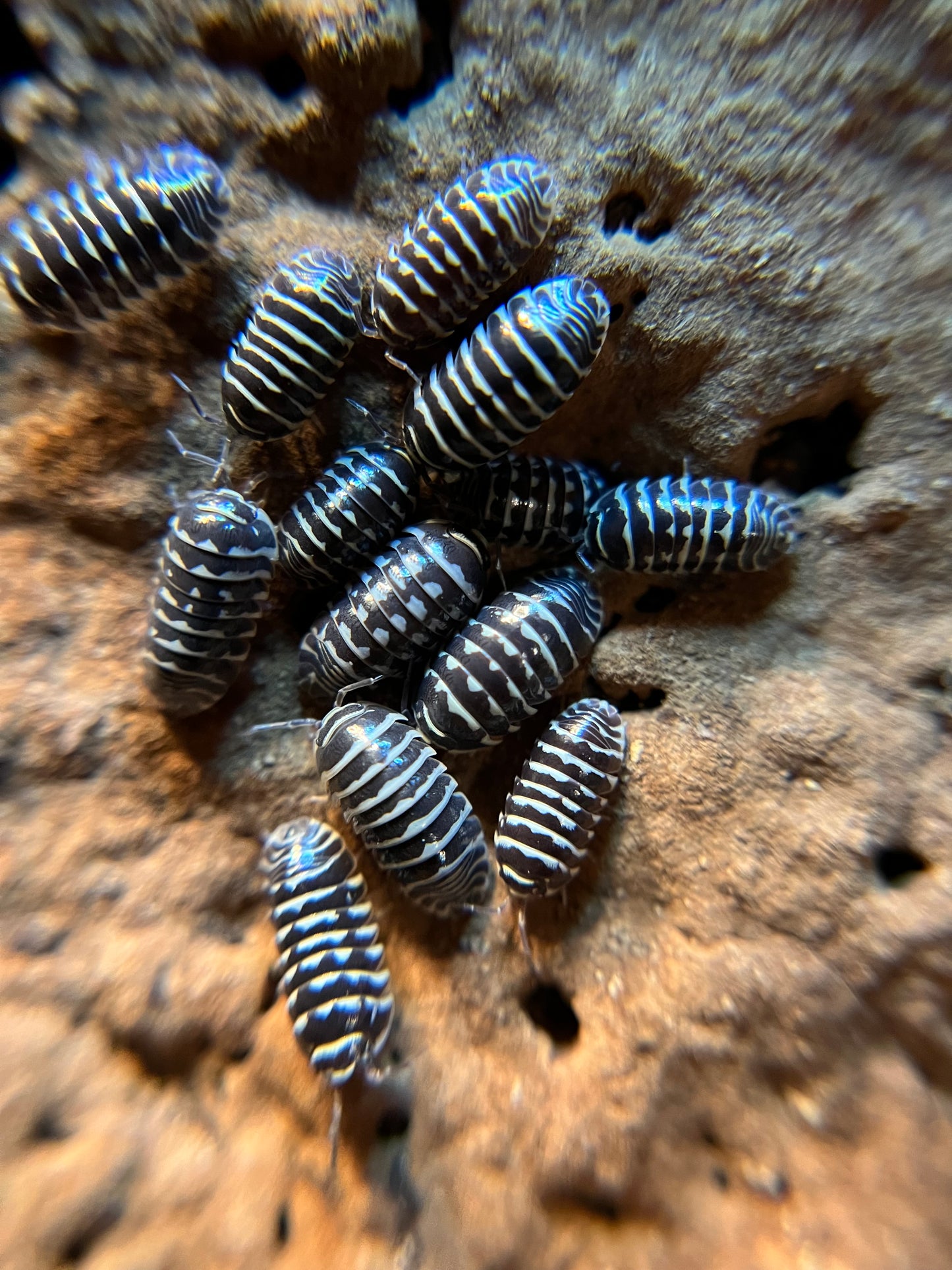 Armadillidium maculatum "zebra" isopods (12+ count)