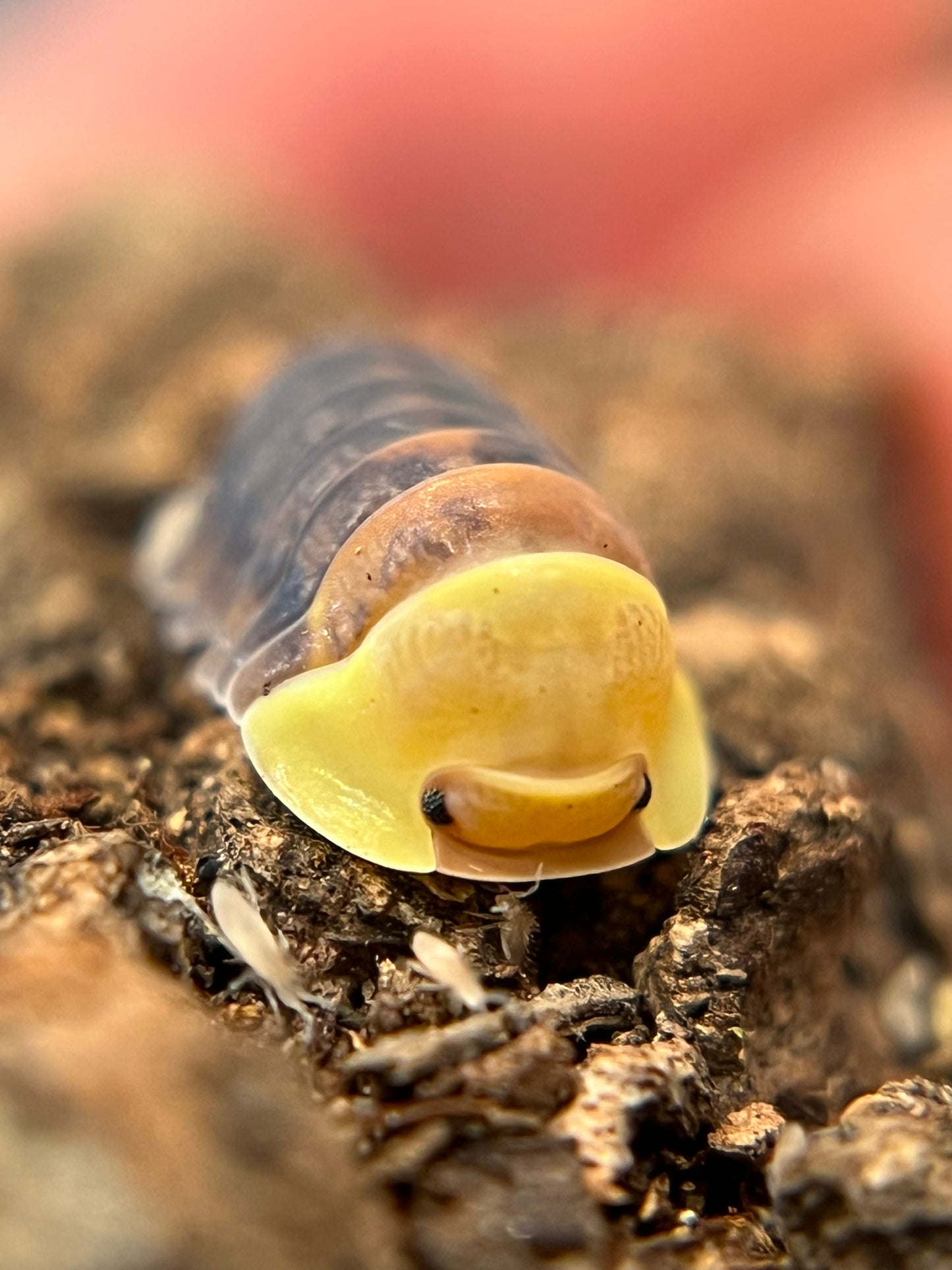 Cubaris sp. “Rubber Ducky” color mix isopods (10+ count)