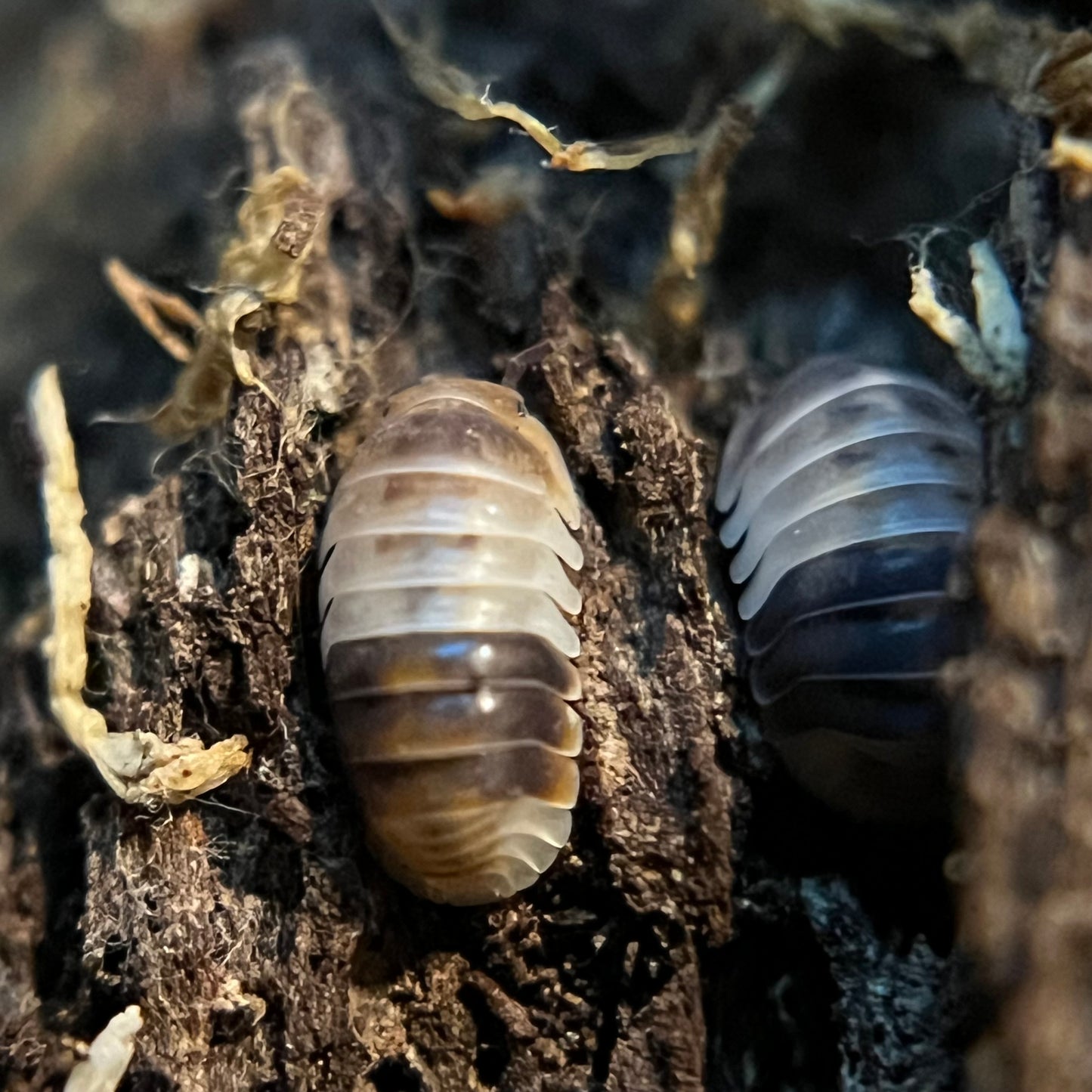 Cubaris. sp. "White Shark" (dwarf) isopods (10+ count)