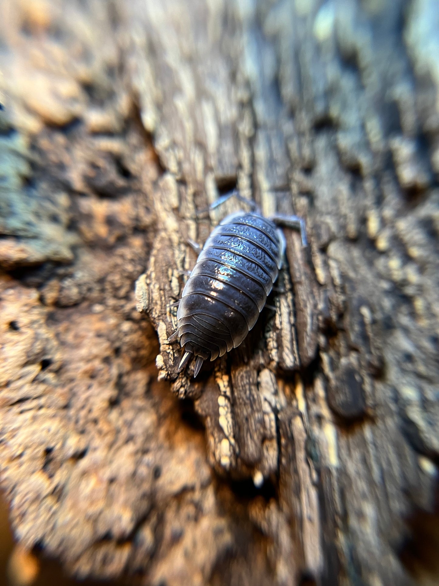 Porcellio sp. "Sevilla" isopods (12+ count)