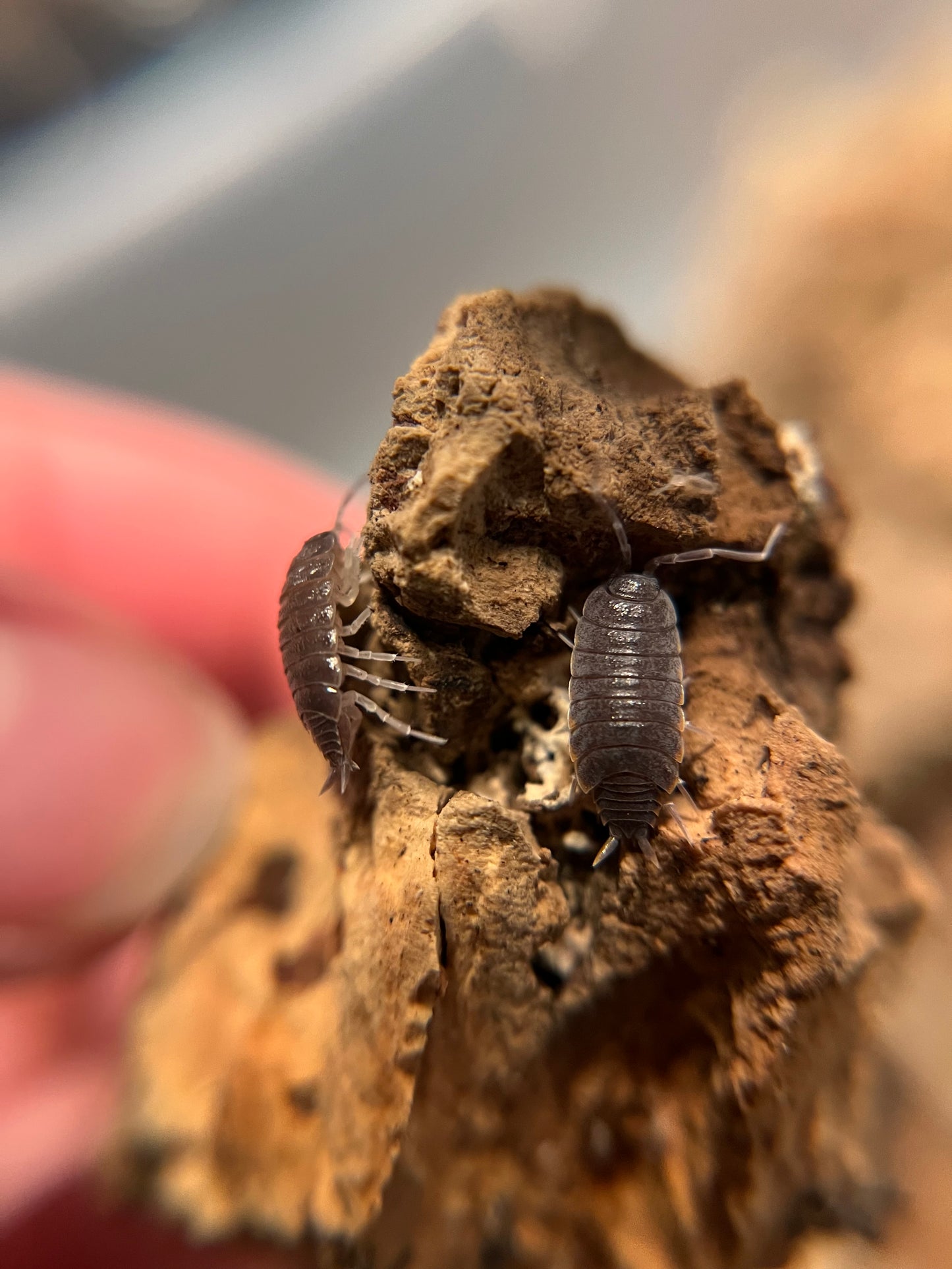 Porcellionides pruinosus “powder blue” isopods (12+ count)