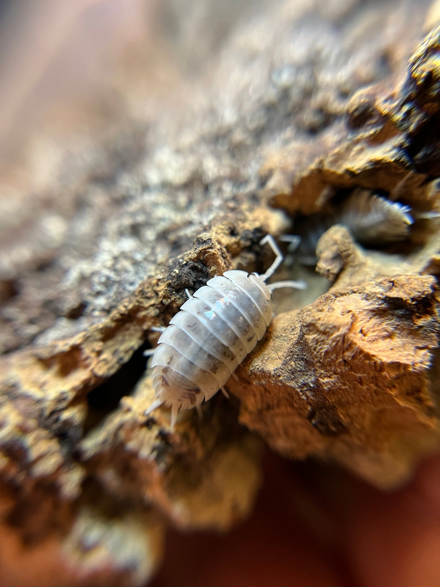 Porcellio laevis "how now" isopods (12+ count)