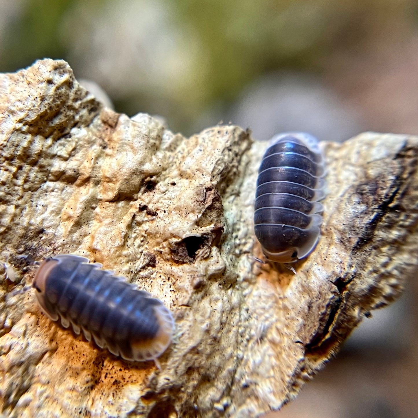 Cubaris sp. "Pak Chong" isopods (10+ count)