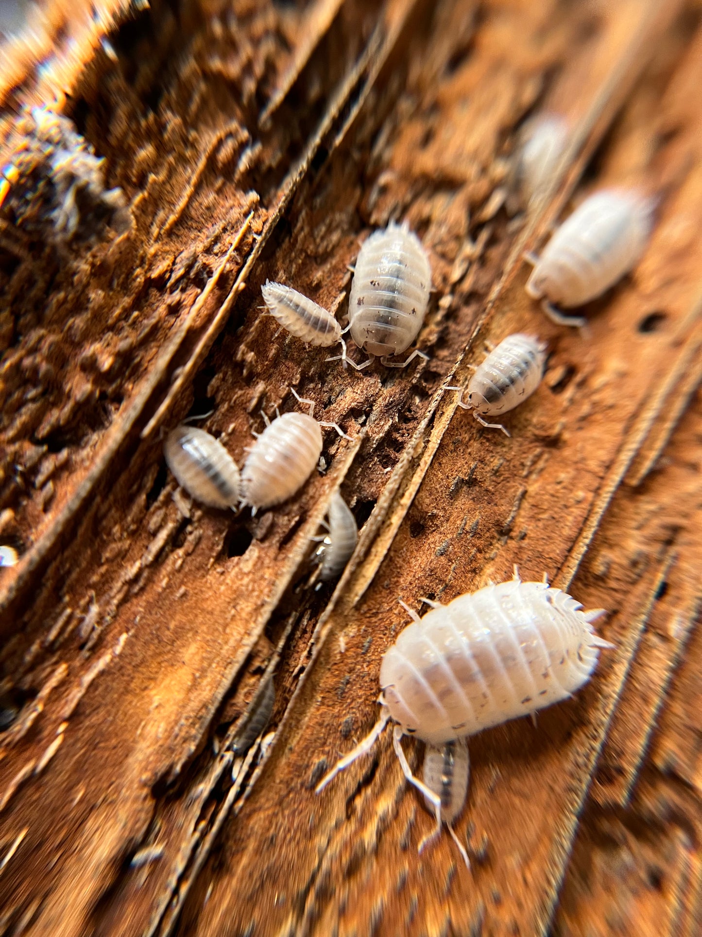 Porcellio laevis "white" isopods (12+ count)