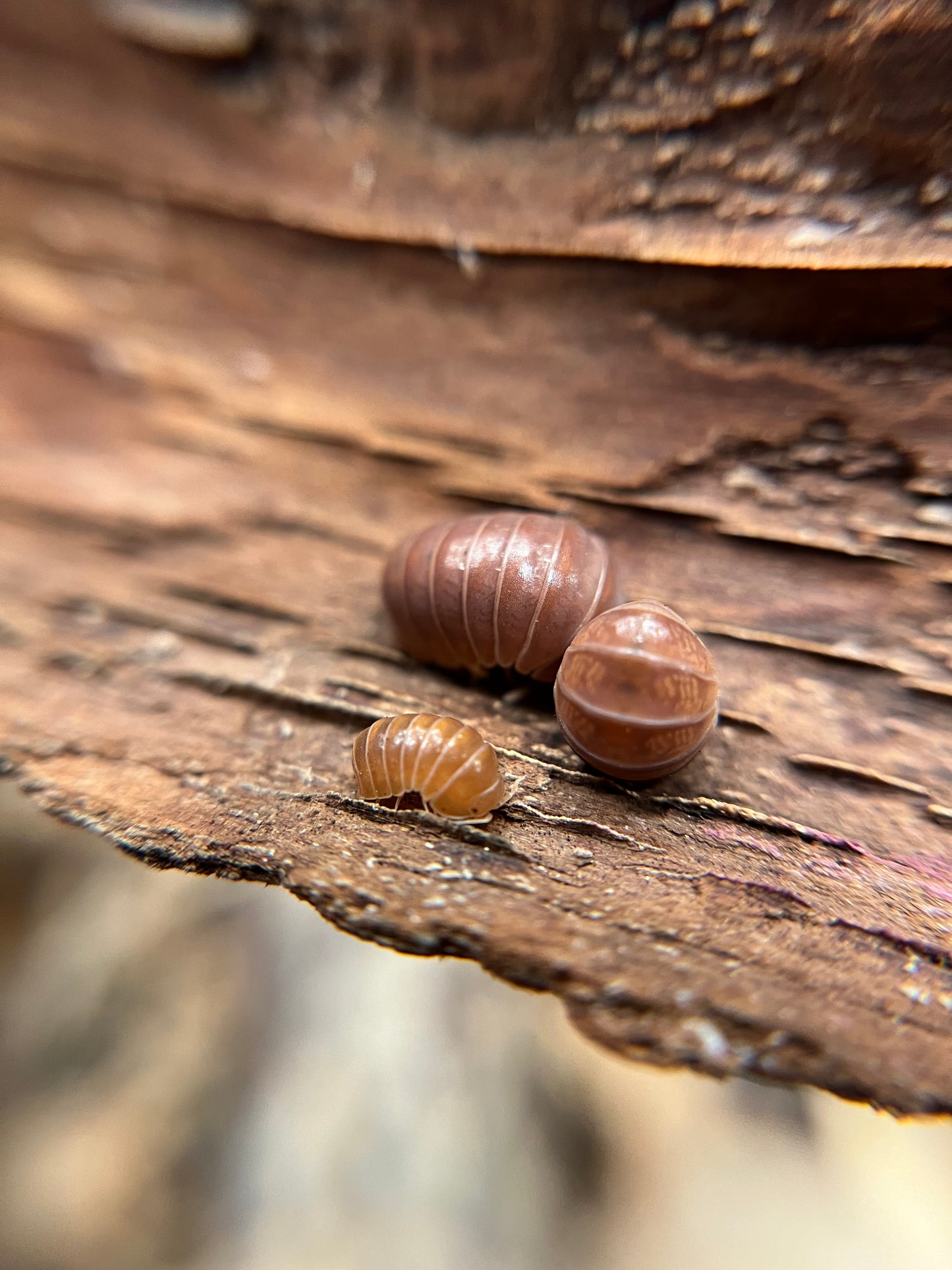Armadillo officinalis "red" isopods (12+ count)