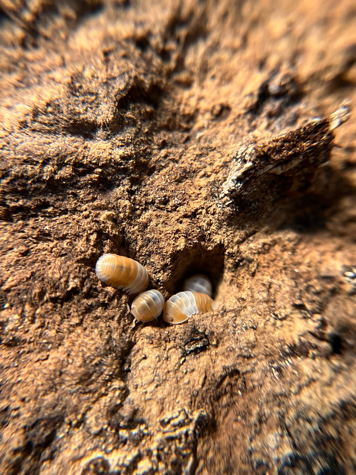 Cubaris sp. "red panda" isopods (10+ count)