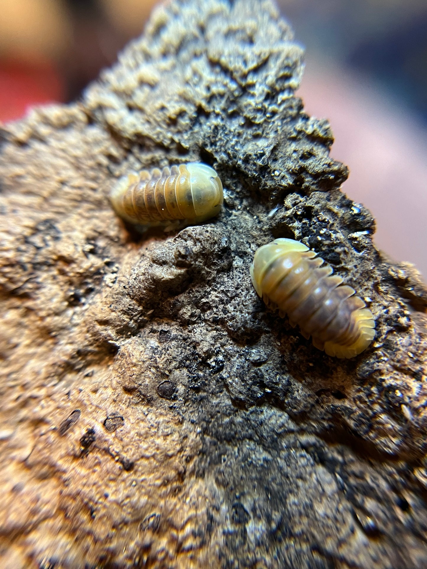 Cubaris sp. “Rubber Ducky” color mix isopods (10+ count)