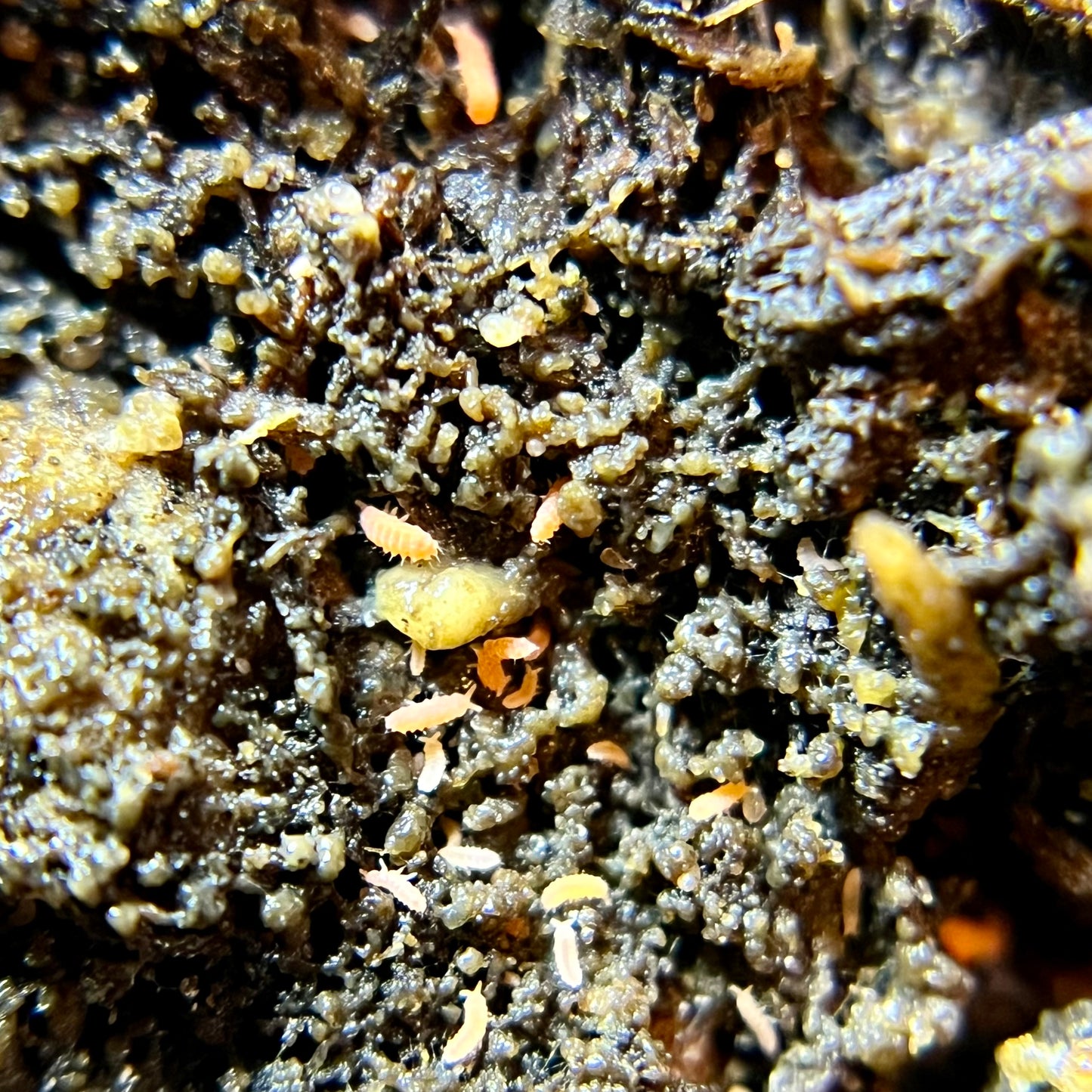 Neanura growae "Florida orange" springtails