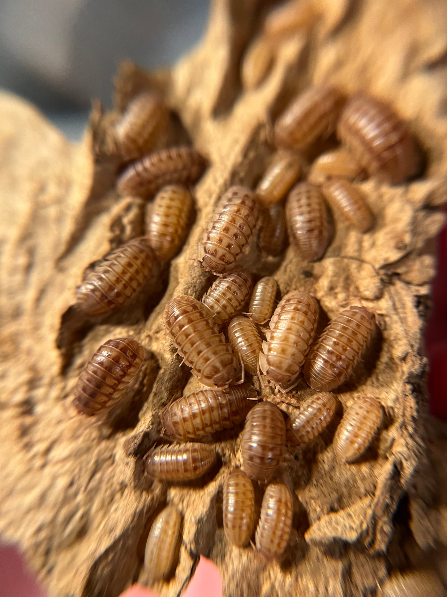 Armadillidium nasatum "peach" isopods (12+ count)