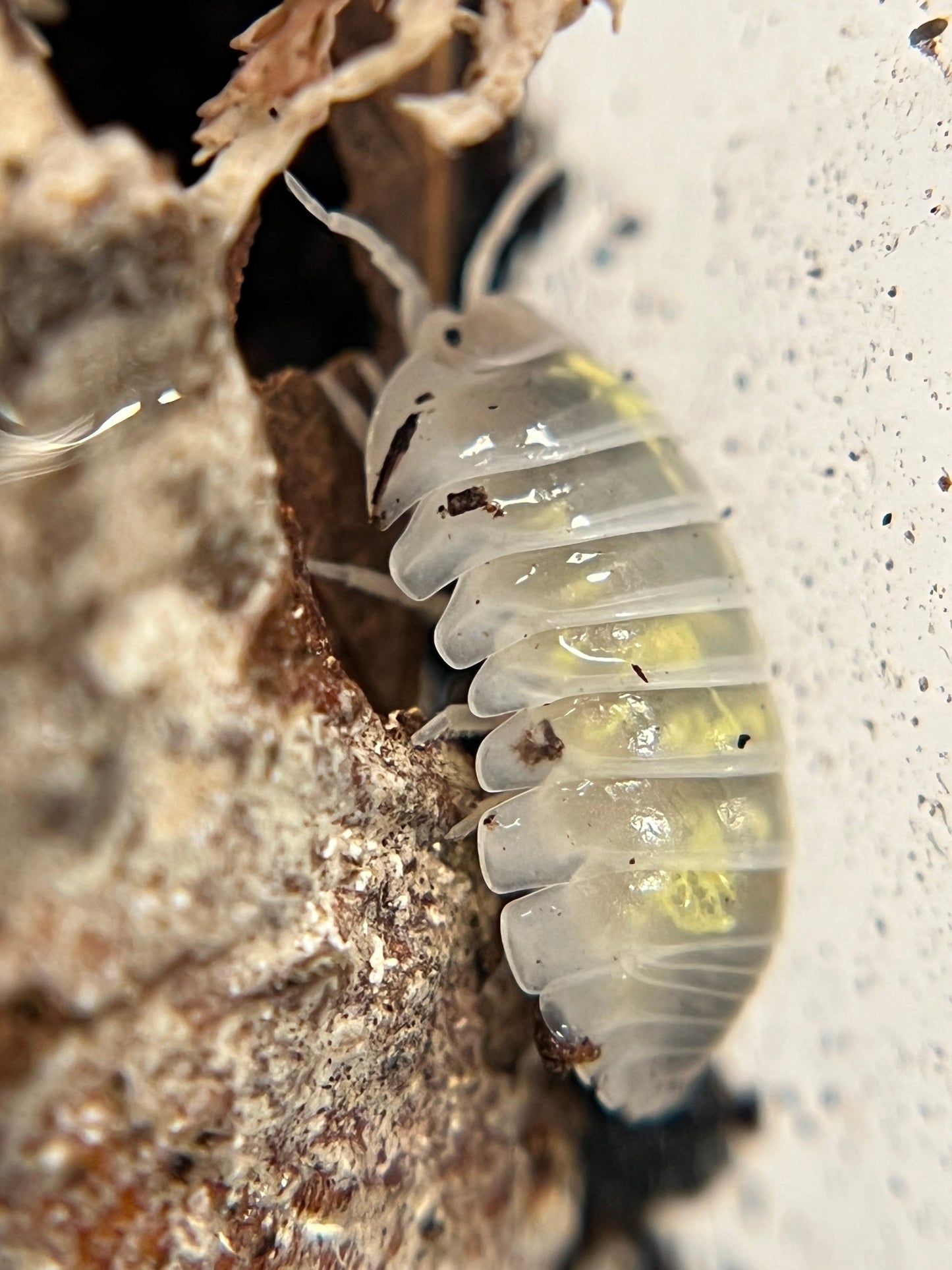 Armadillidium vulgare “Japanese magic potion” isopods (12+ count)