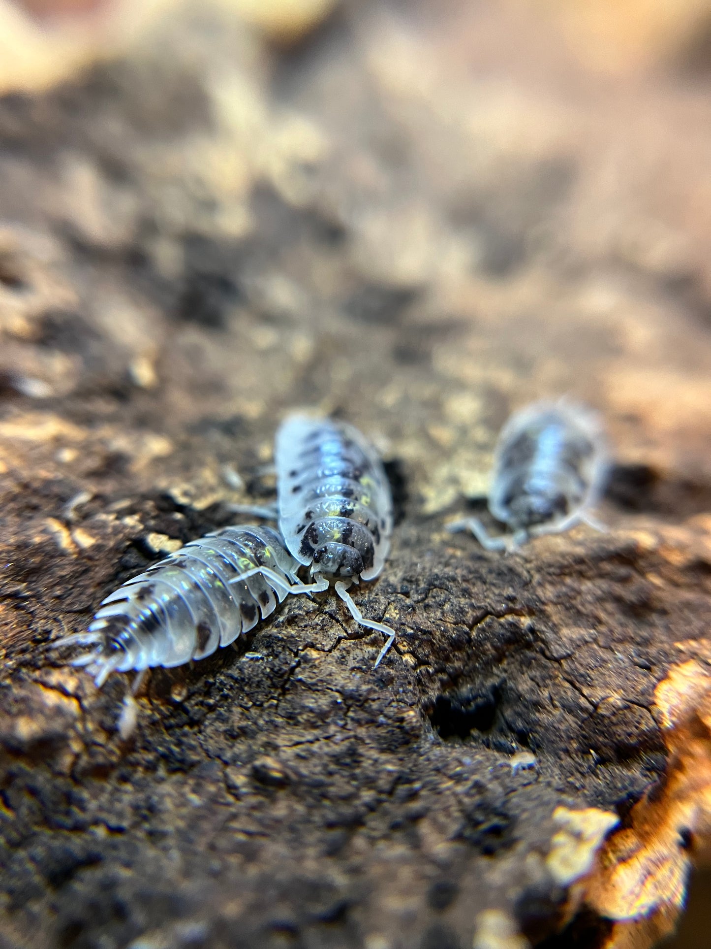 Oniscus asellus "Mardi Gras dalmatian" isopods (12+ count)