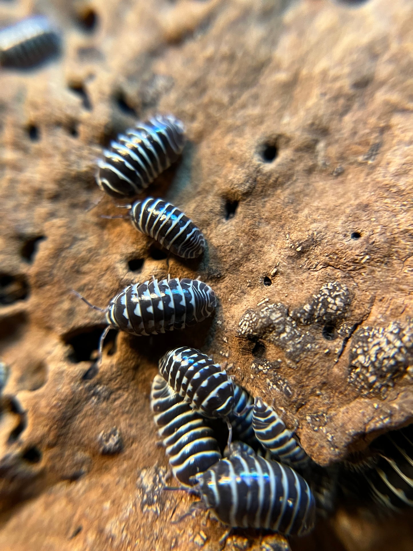 Armadillidium maculatum "zebra" isopods (12+ count)