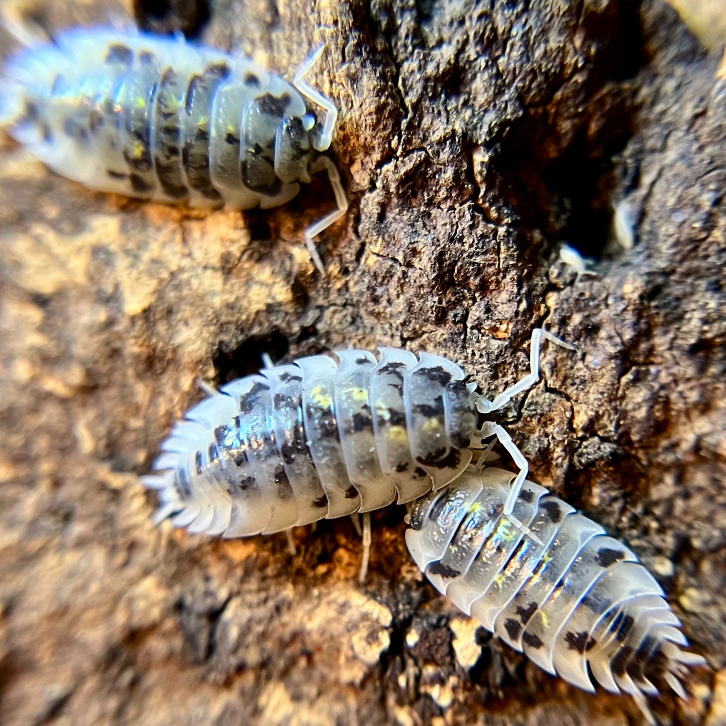 Oniscus asellus "Mardi Gras dalmatian" isopods (12+ count)