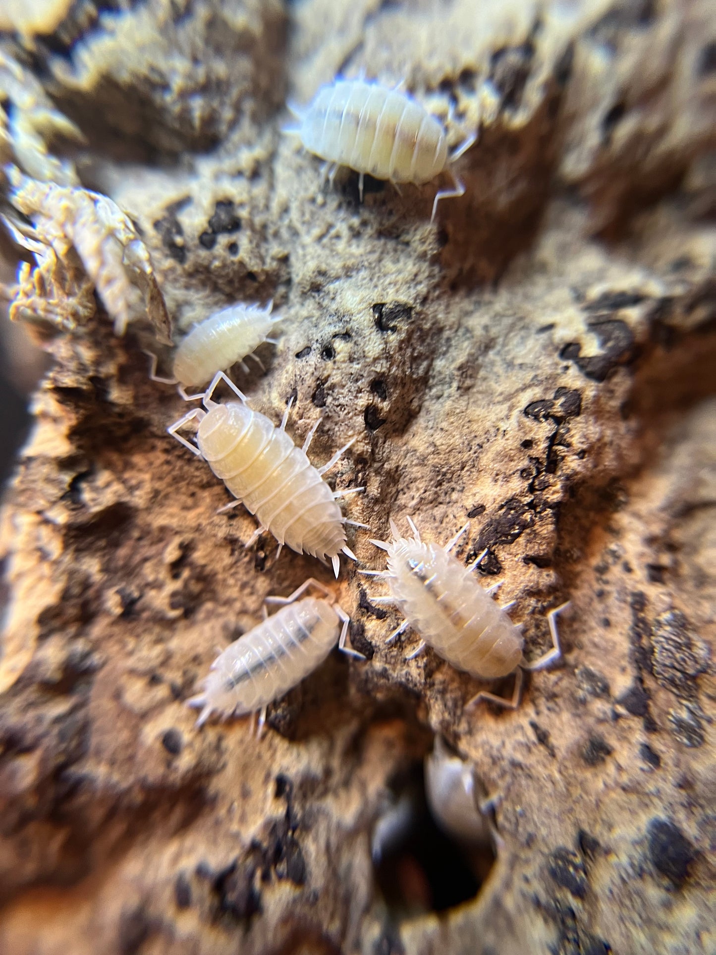 Porcellionides pruinosus “powder white” isopods (12+ count)