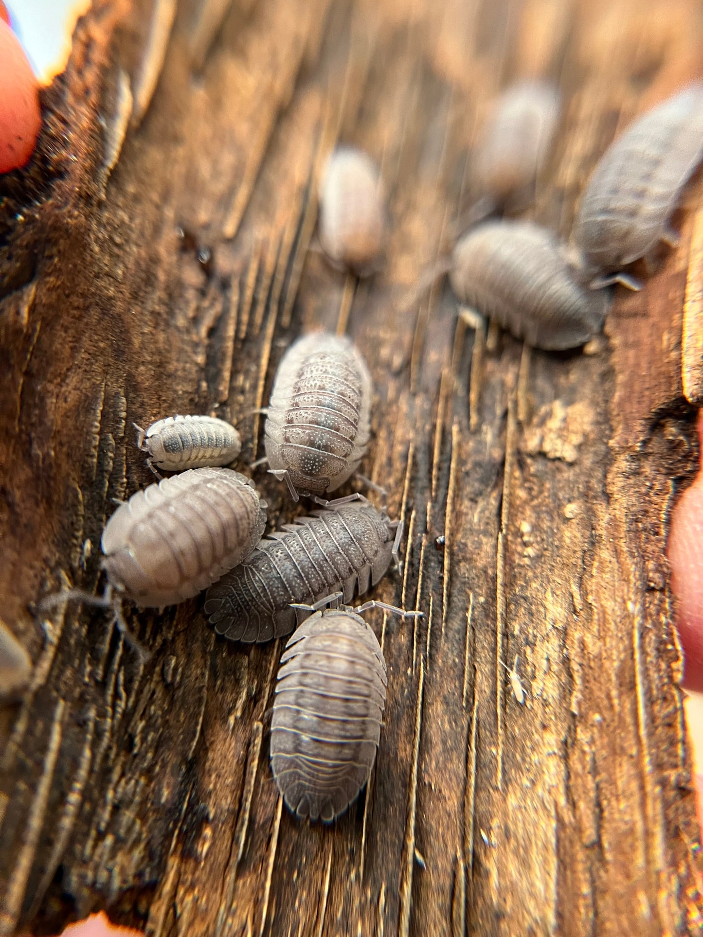 Armadillidium peraccae isopods (12+ count)