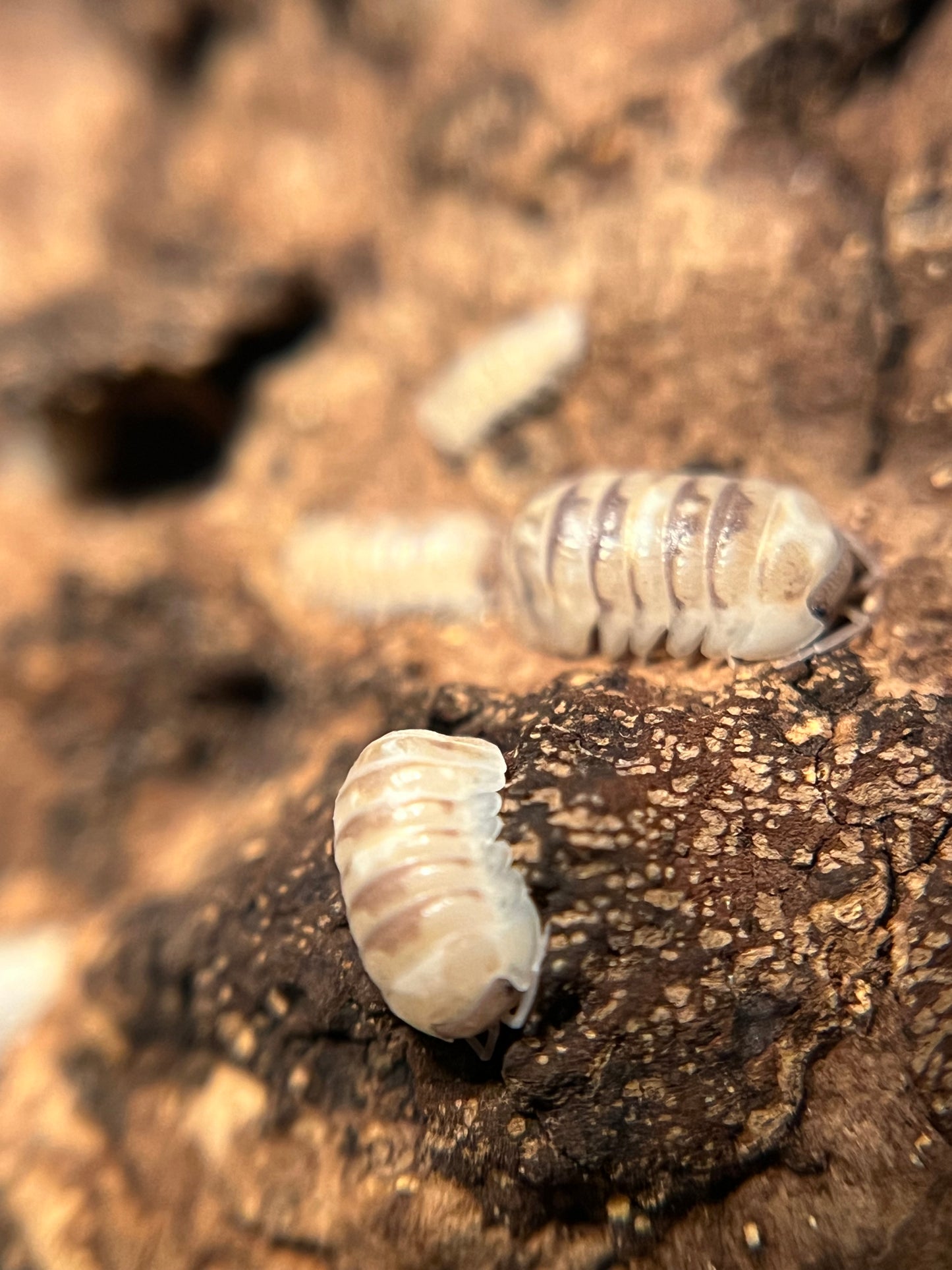 Armadillidium c.f. espanyoli "marbelized" isopods (12+ count)