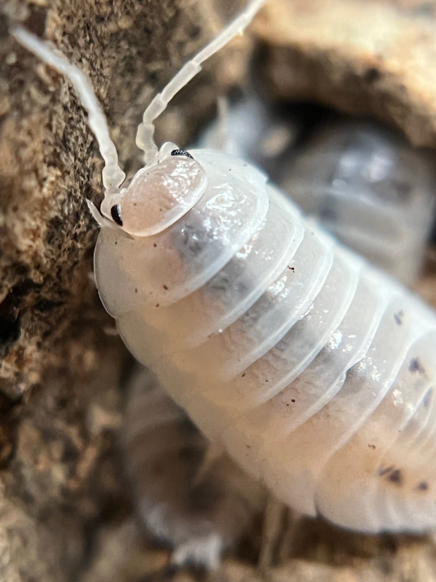Porcellio laevis "white" isopods (12+ count)