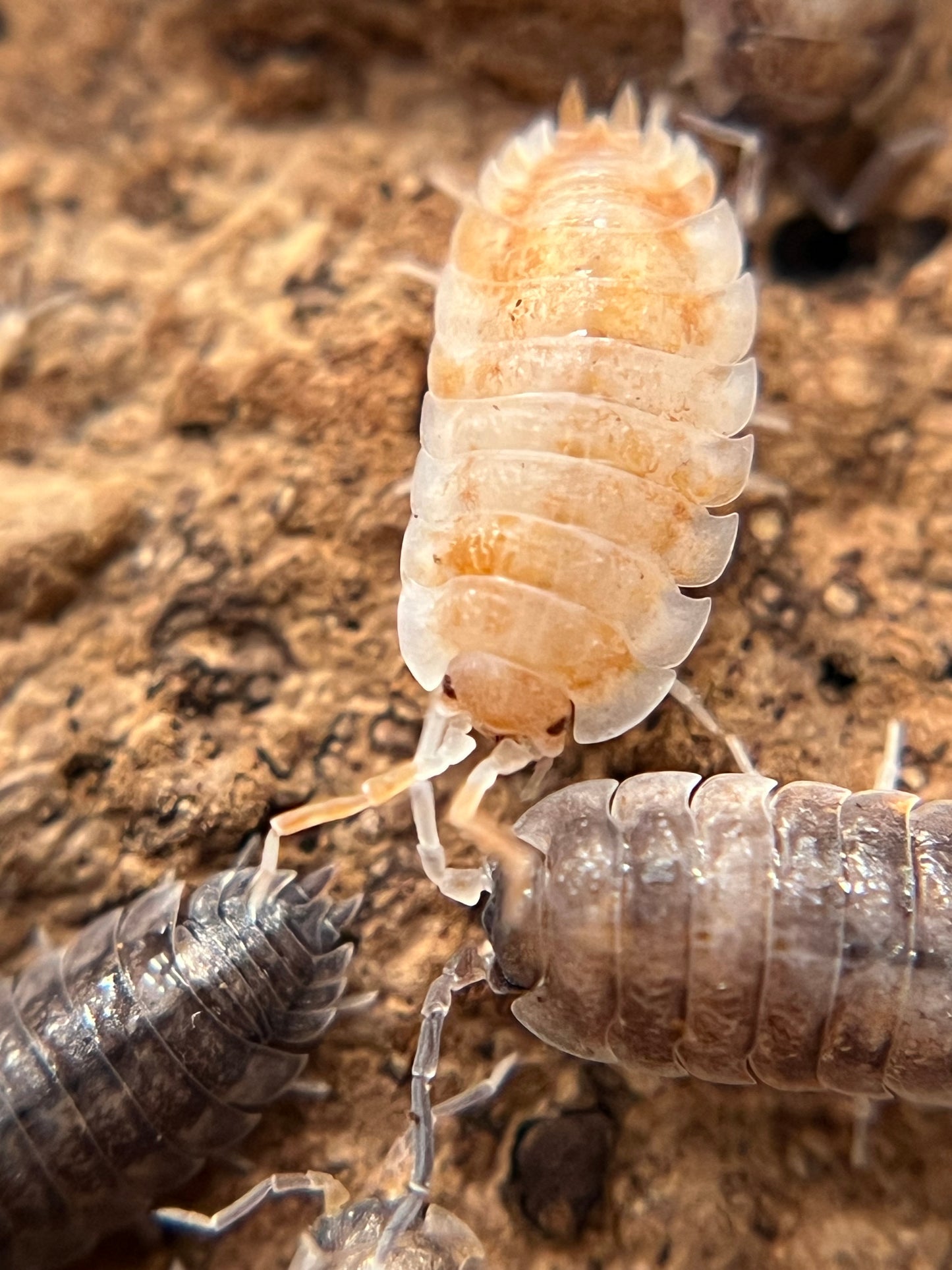 Porcellio scaber "koi" isopods (12+ count)