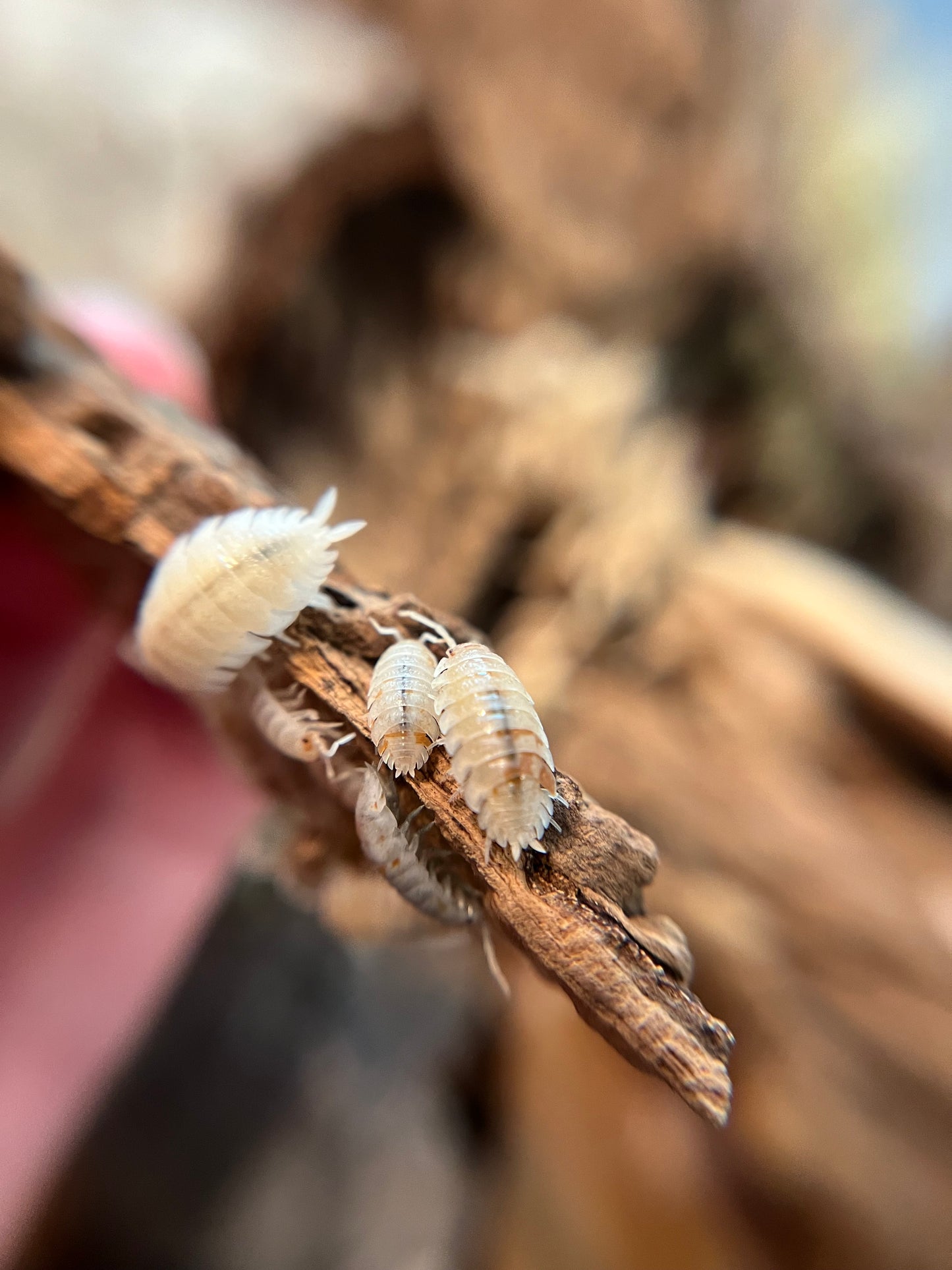 Porcellio scaber "orange dalmatian" isopods (12+ count)